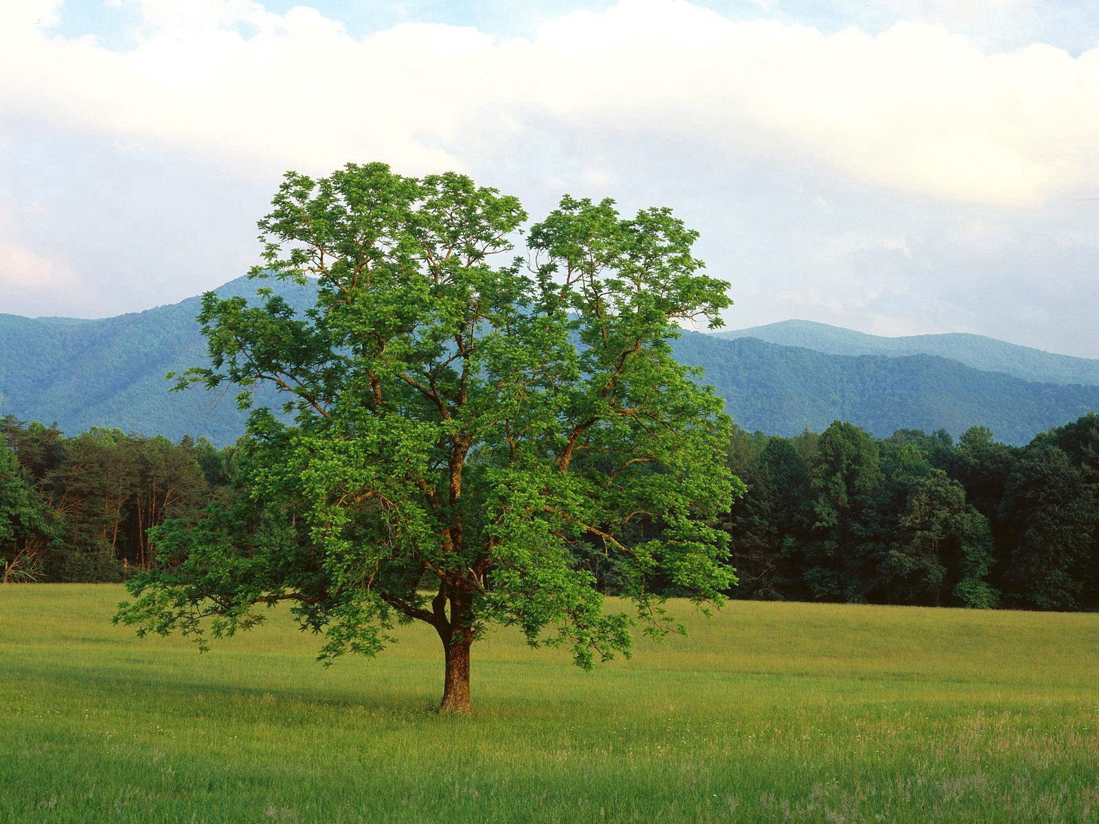 forest, mountains, nature, summer, wood, tree, branches, branch, field, lonely