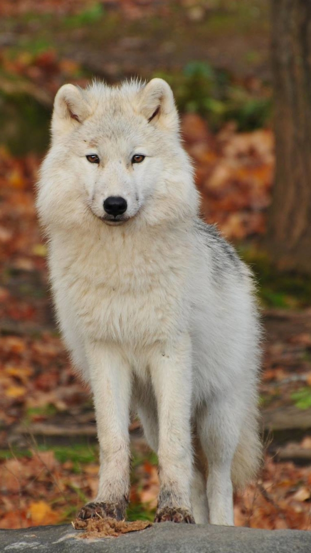 Download mobile wallpaper Wolf, Animal, Stare, Wolves for free.