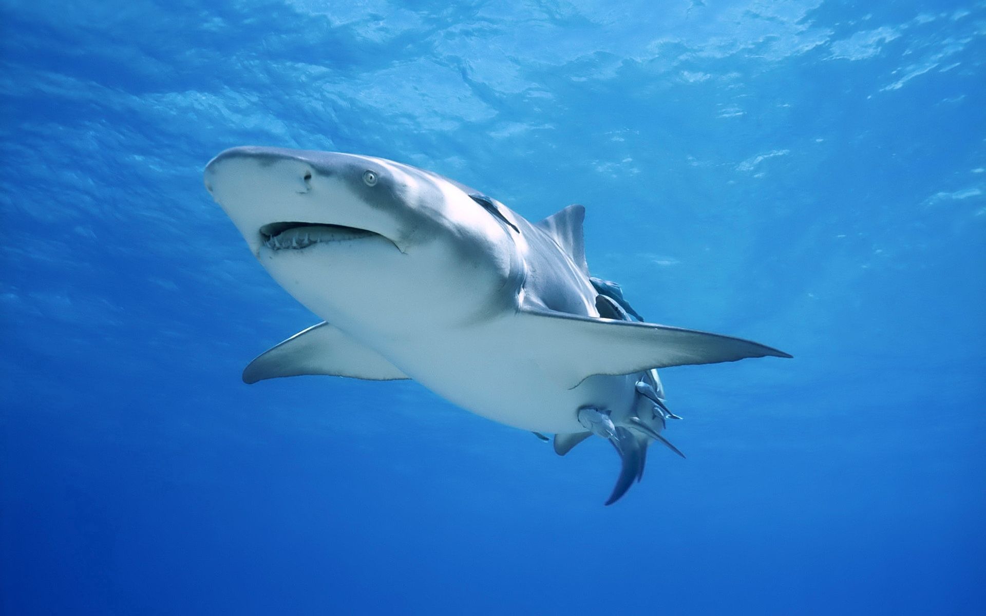 156877 télécharger l'image prédateur, requin, animaux, mer, océan, nager - fonds d'écran et économiseurs d'écran gratuits
