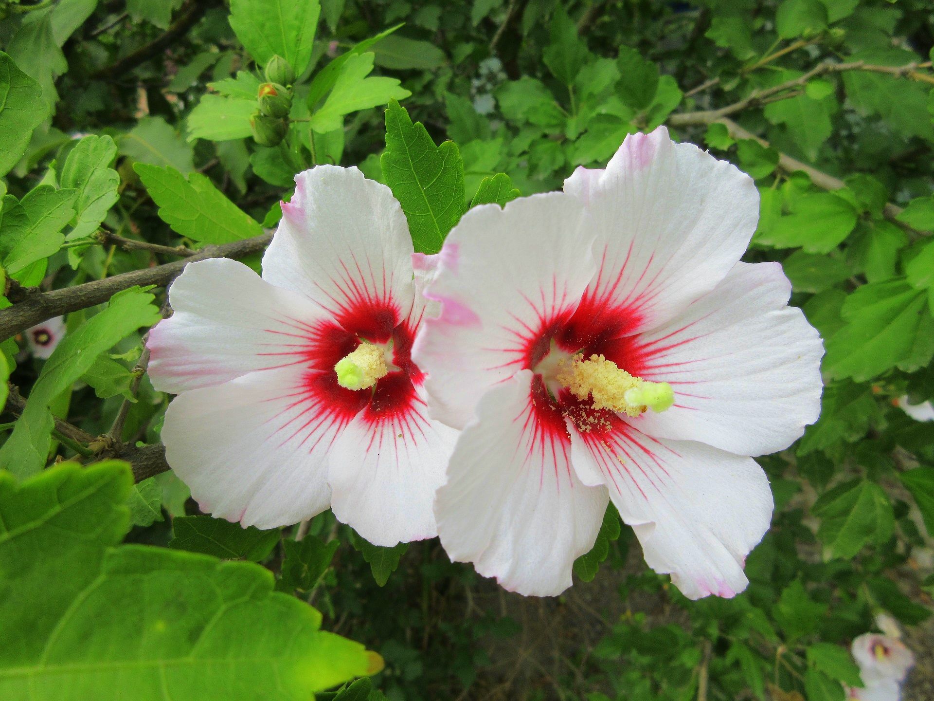 Free download wallpaper Flowers, Earth, Hibiscus on your PC desktop