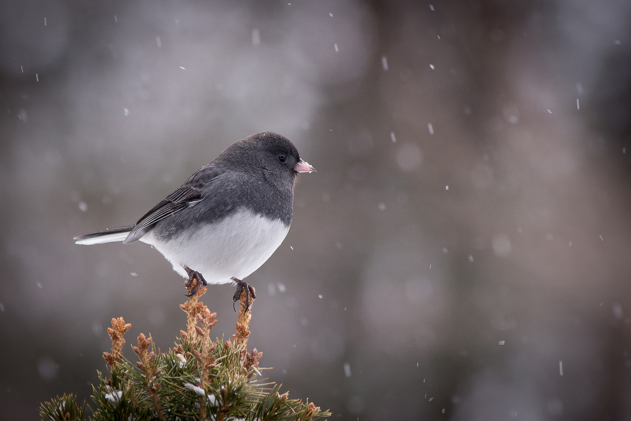 Téléchargez gratuitement l'image Oiseau, Des Oiseaux, Animaux sur le bureau de votre PC