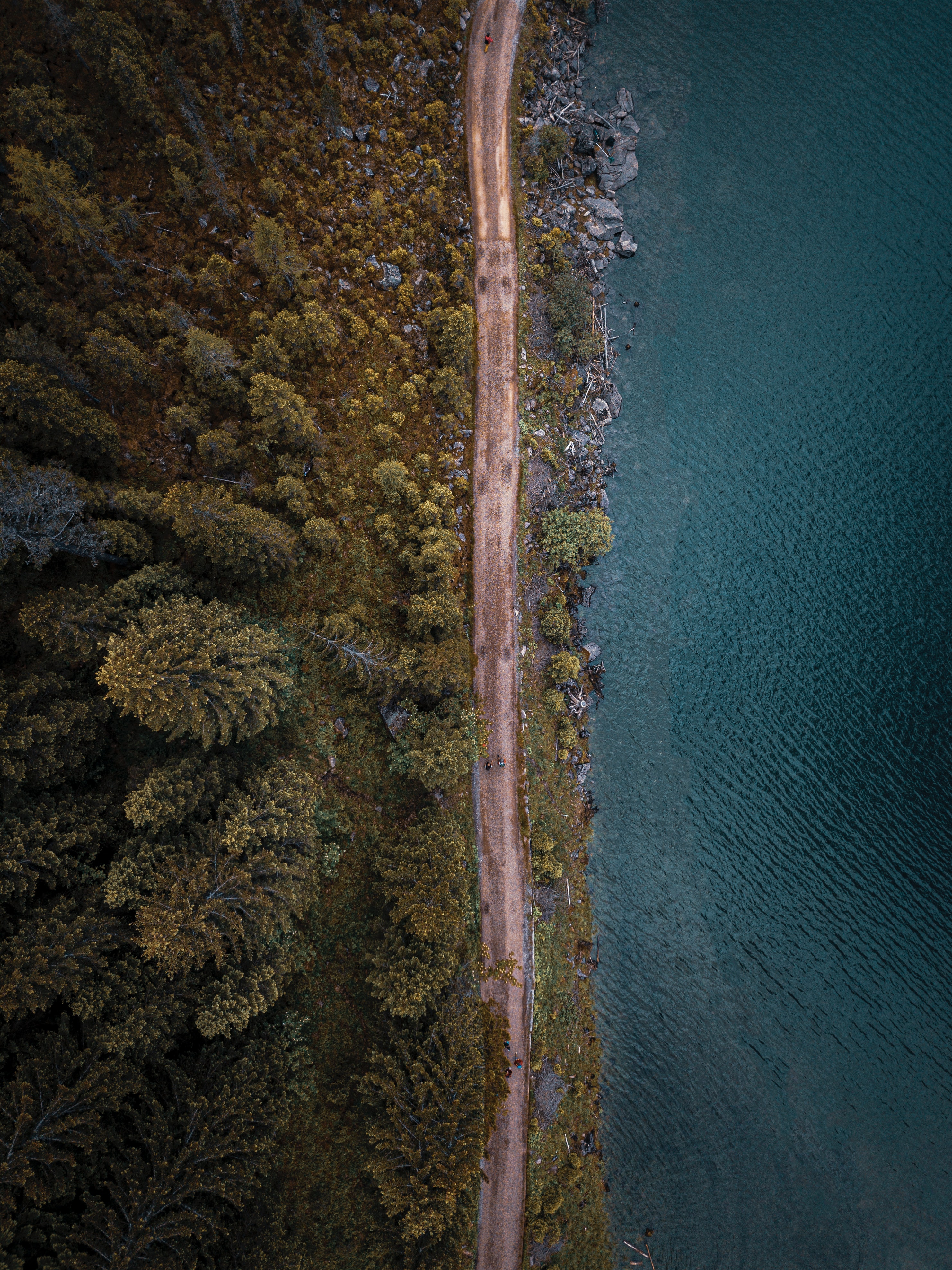 view from above, nature, trees, sea, road, forest