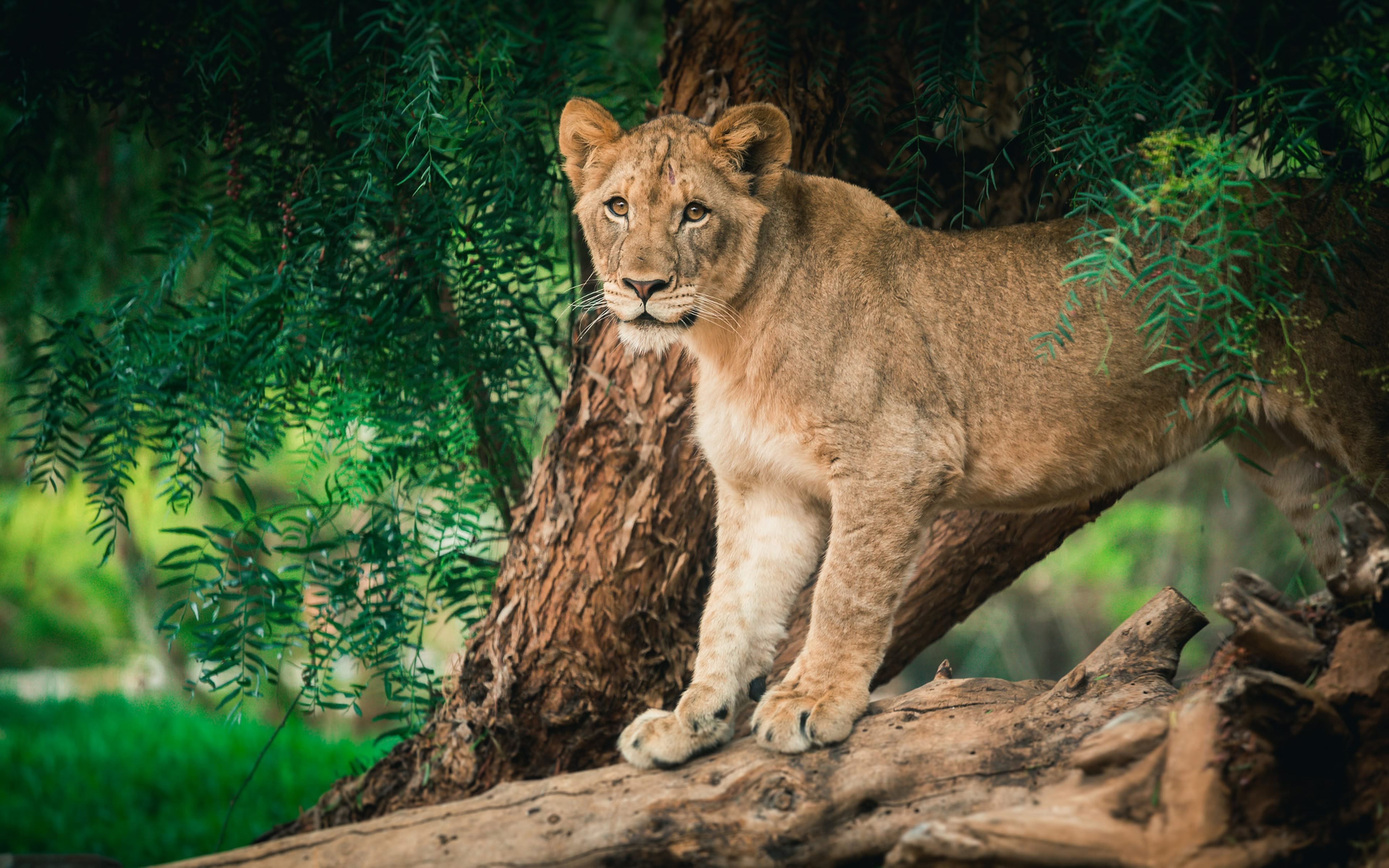 460354画像をダウンロード動物, ライオン, ライオネス, 猫-壁紙とスクリーンセーバーを無料で