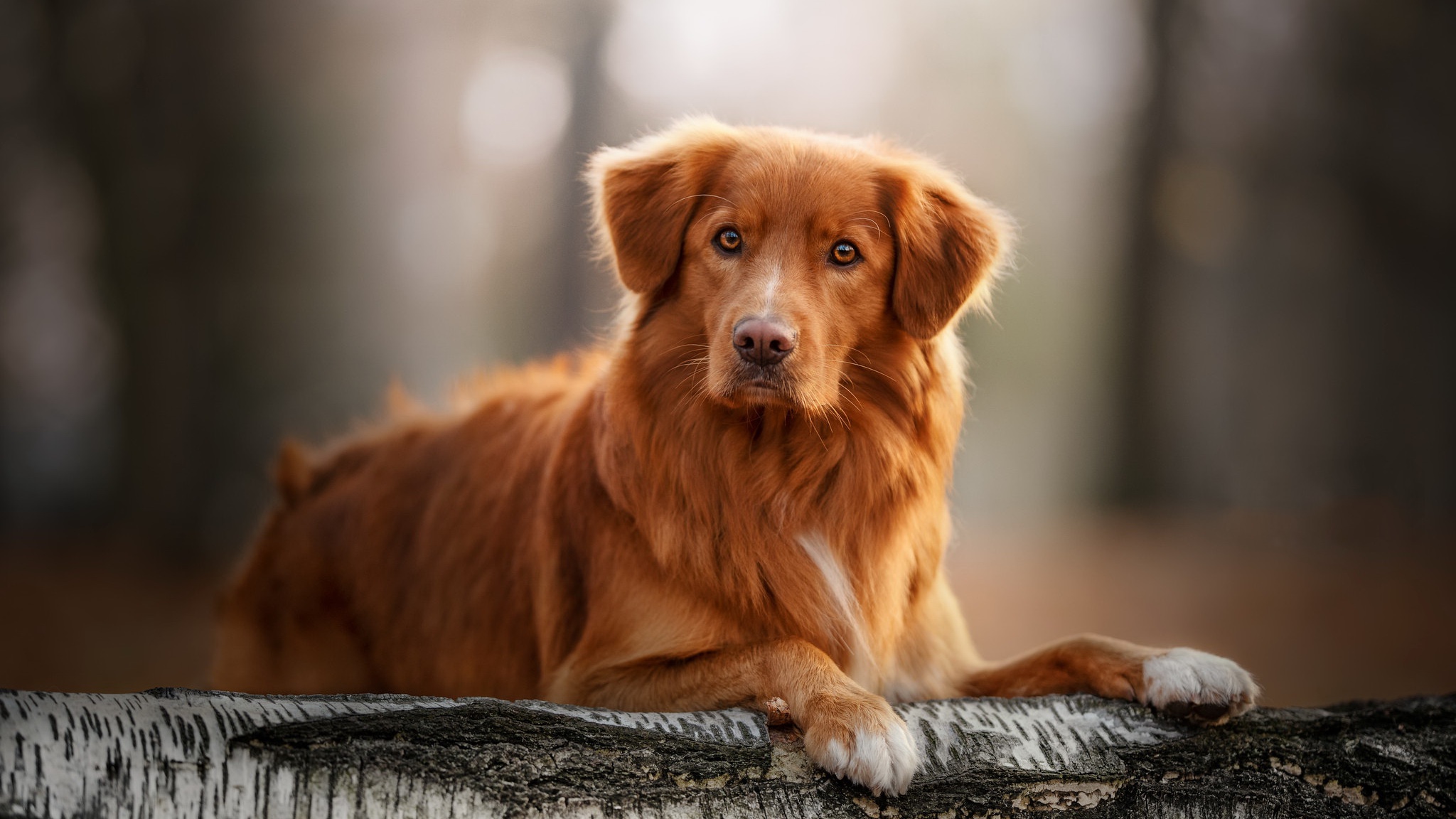 PCデスクトップに動物, 犬画像を無料でダウンロード