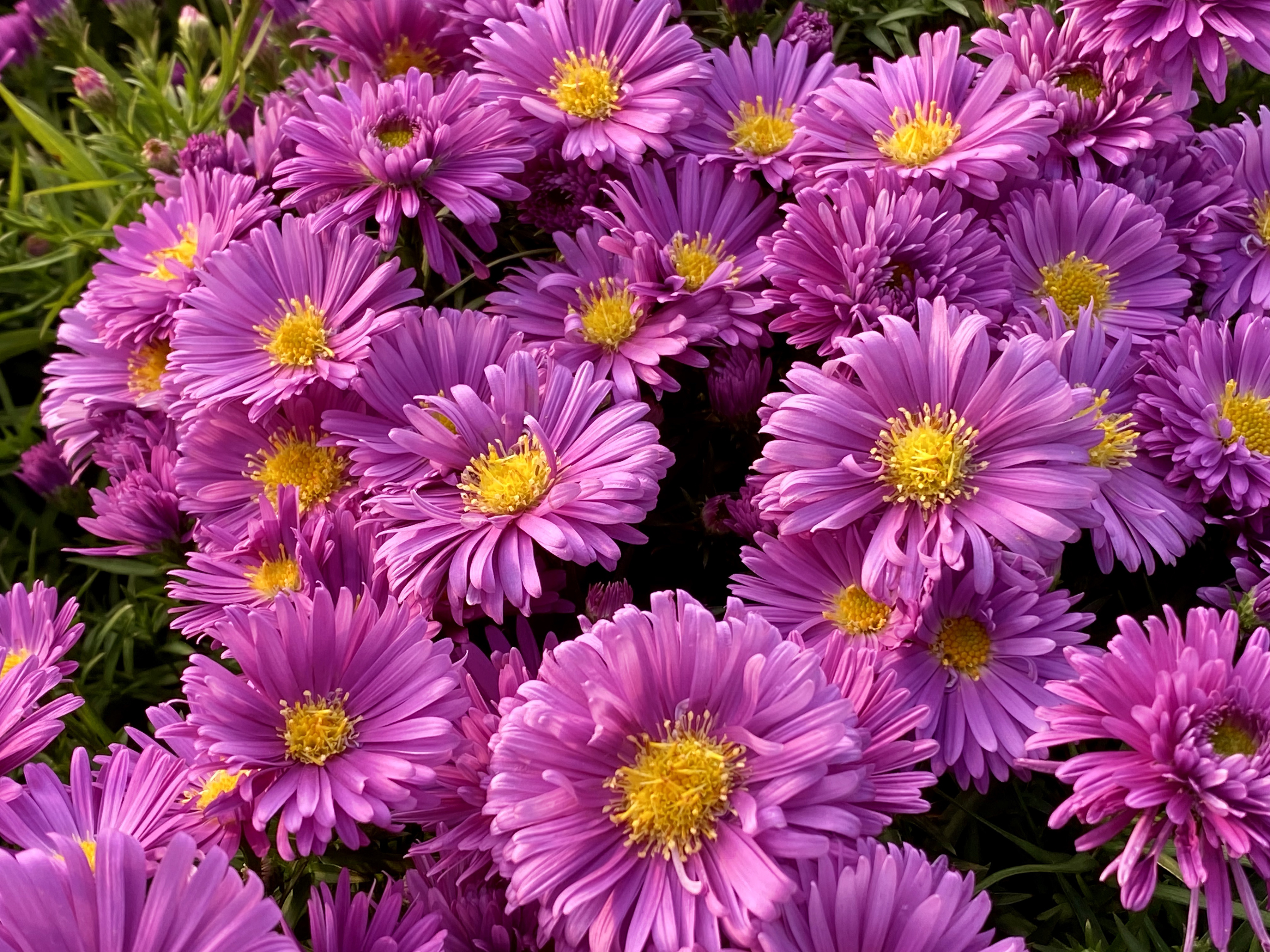 Free download wallpaper Flowers, Flower, Earth, Daisy, Pink Flower on your PC desktop