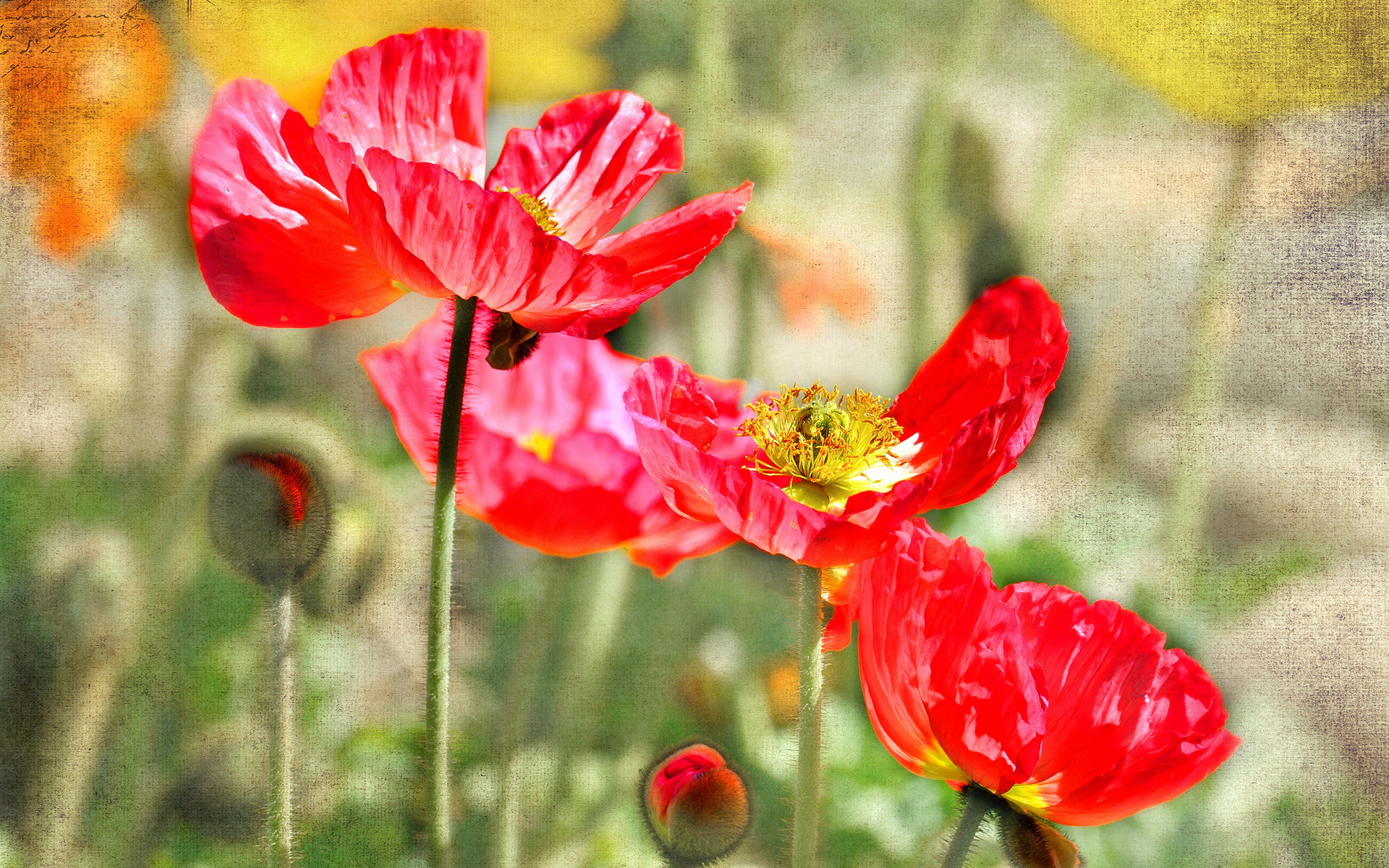 Download mobile wallpaper Poppy, Flowers, Earth for free.