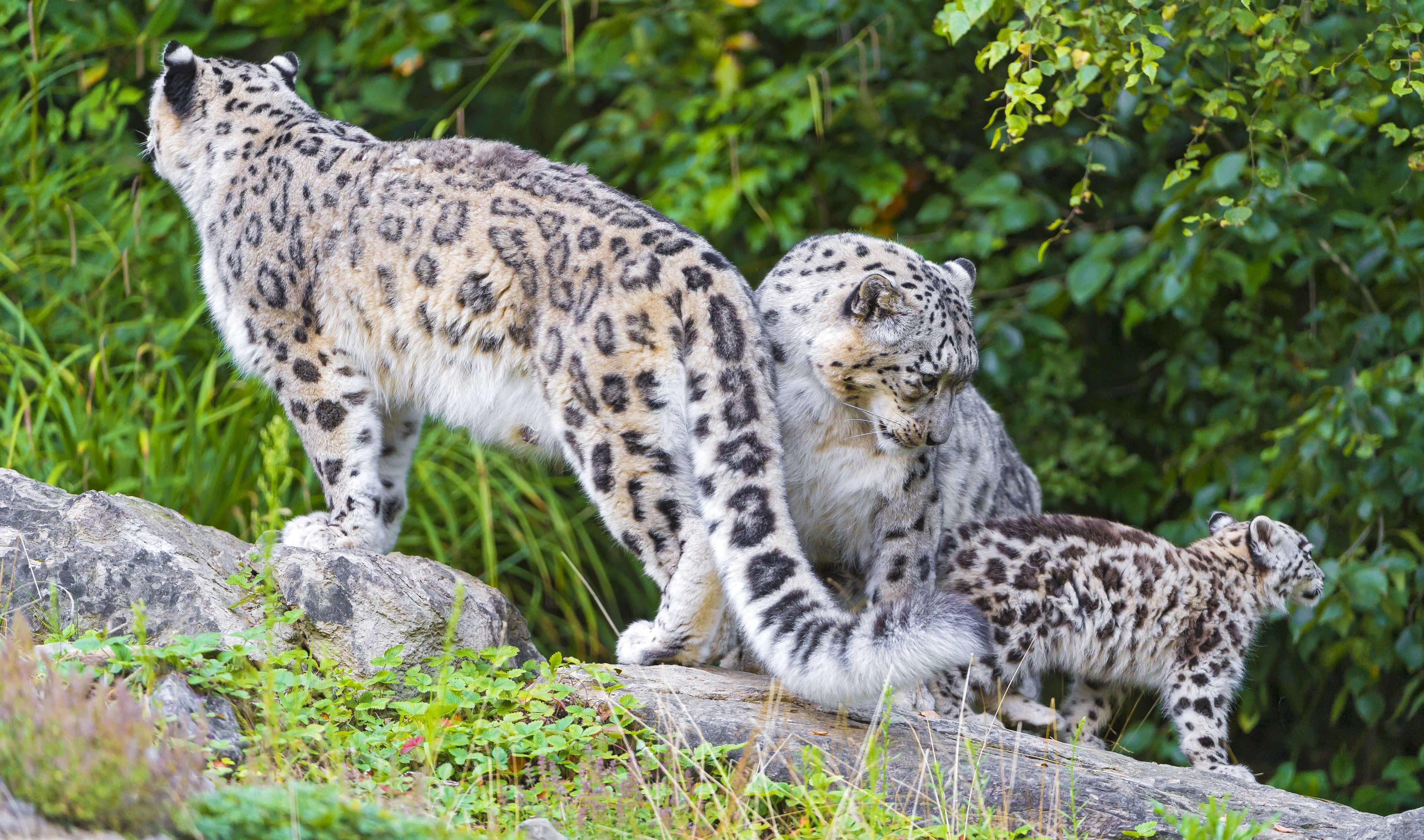 animals, snow leopard, family, irbis