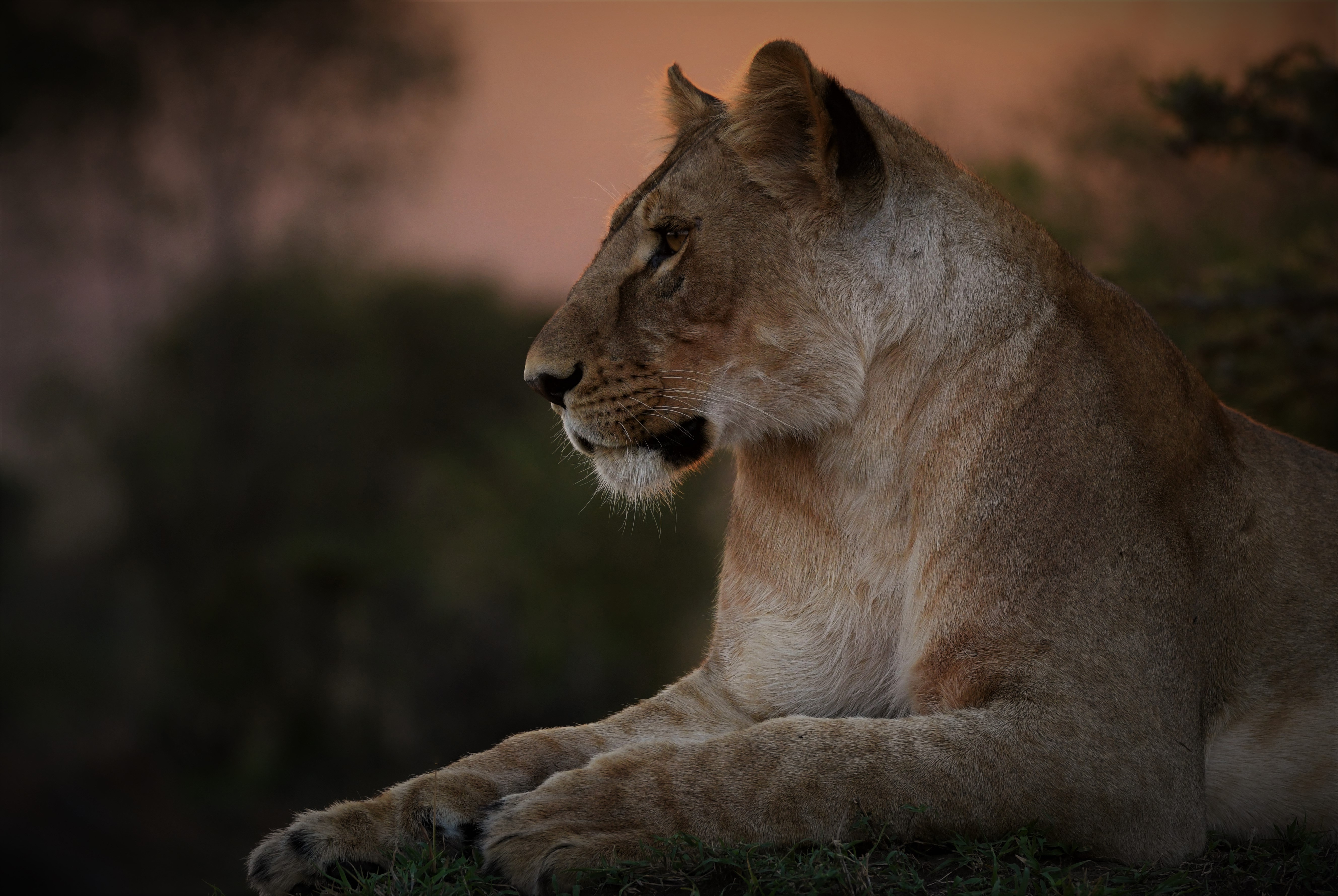 Laden Sie Masai Mara Nationalreservat HD-Desktop-Hintergründe herunter