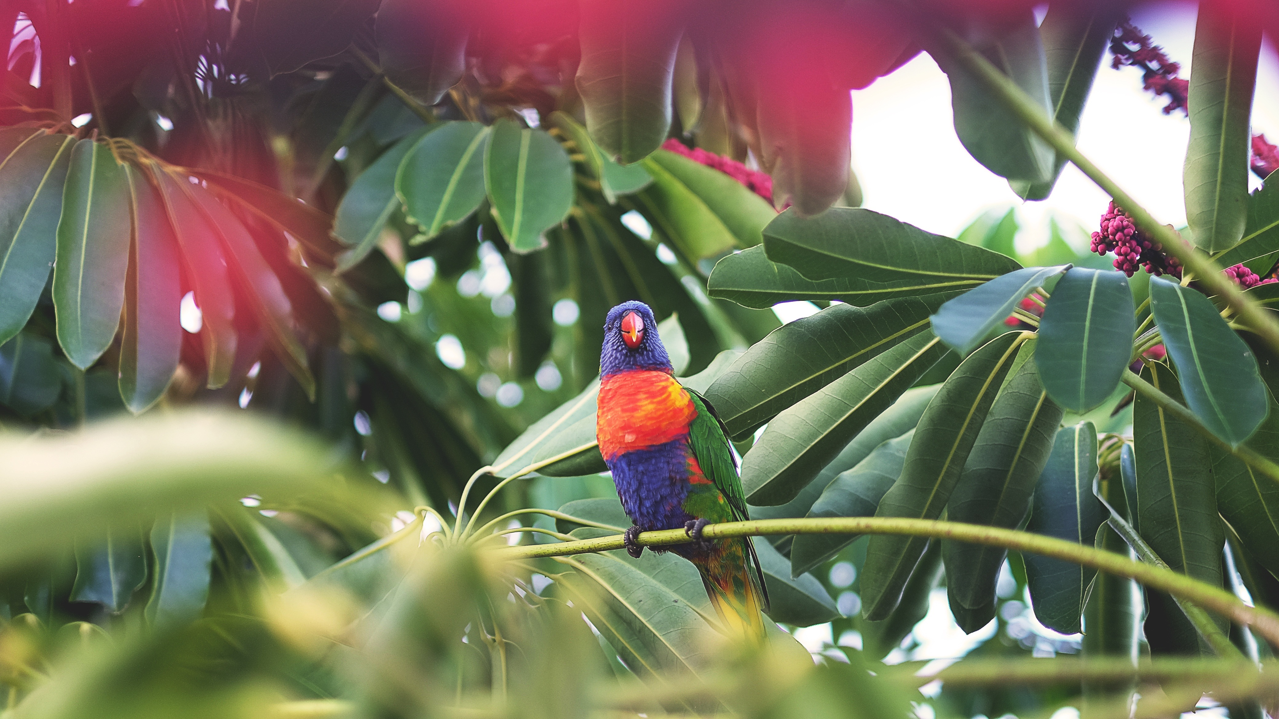 Free download wallpaper Animals, Parrots, Bird, Tropics on your PC desktop