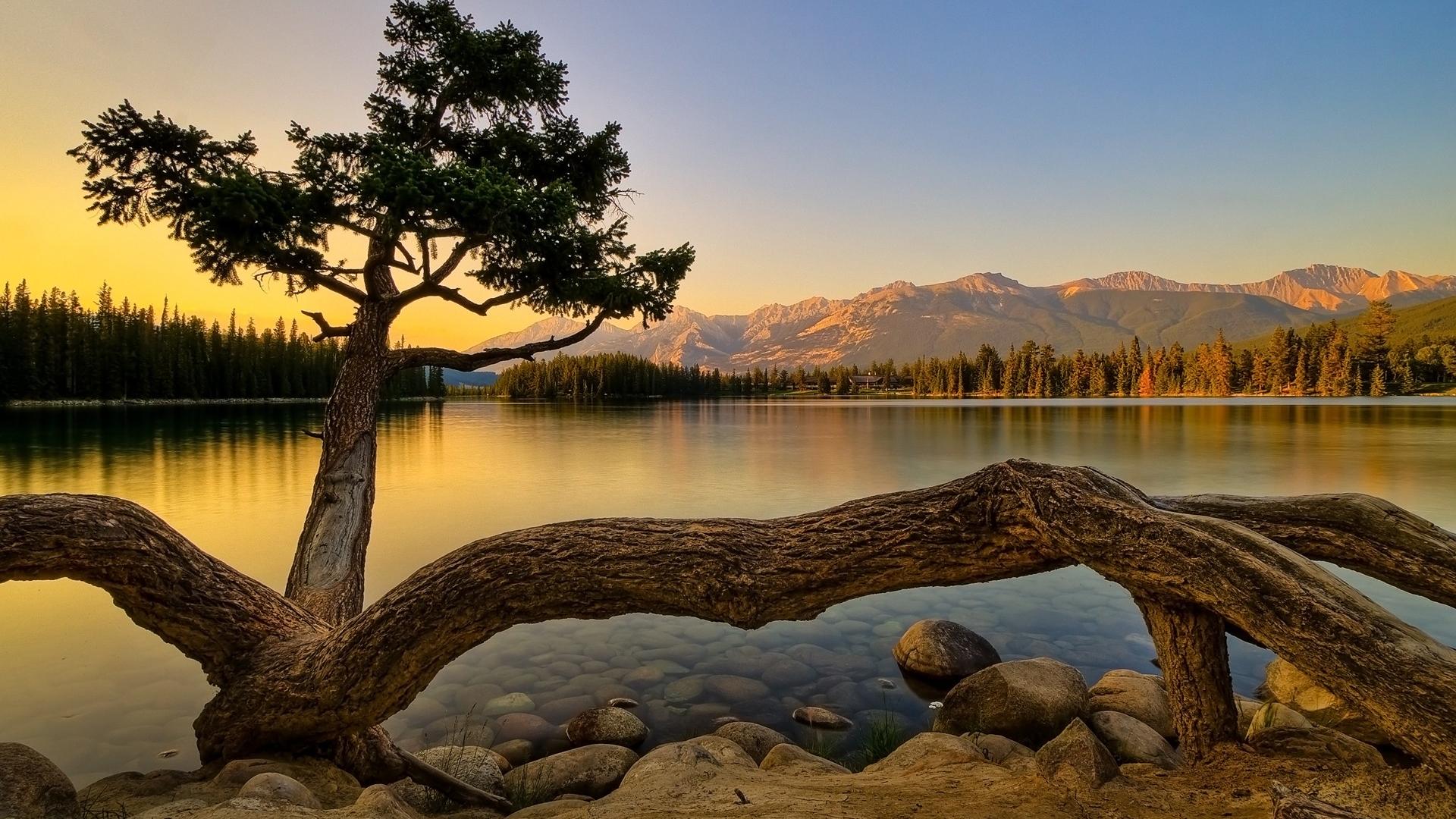 Скачать картинку Озеро, Дерево, Земля/природа в телефон бесплатно.