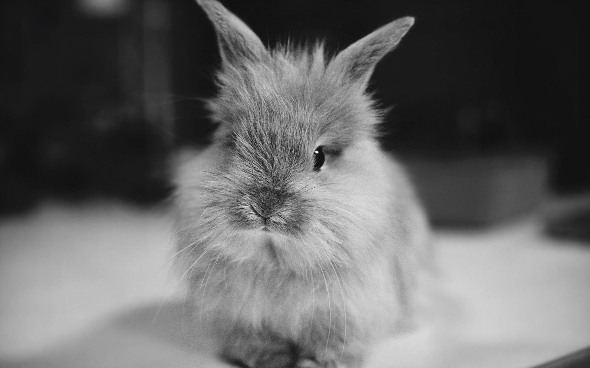 Download mobile wallpaper Fluffy, Small, Chb, Animals, Bw, Rabbit for free.