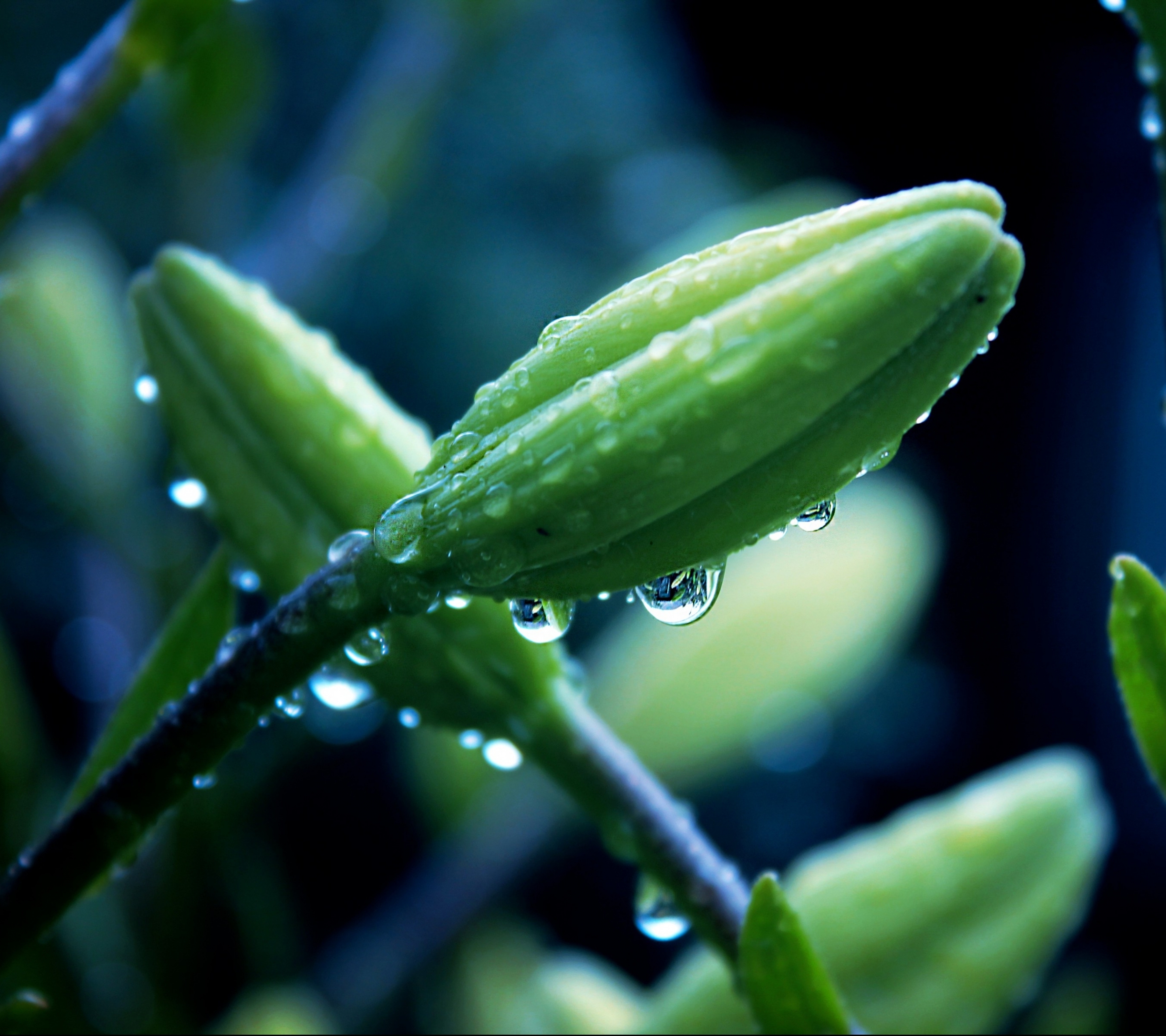 Download mobile wallpaper Plant, Macro, Earth, Water Drop for free.
