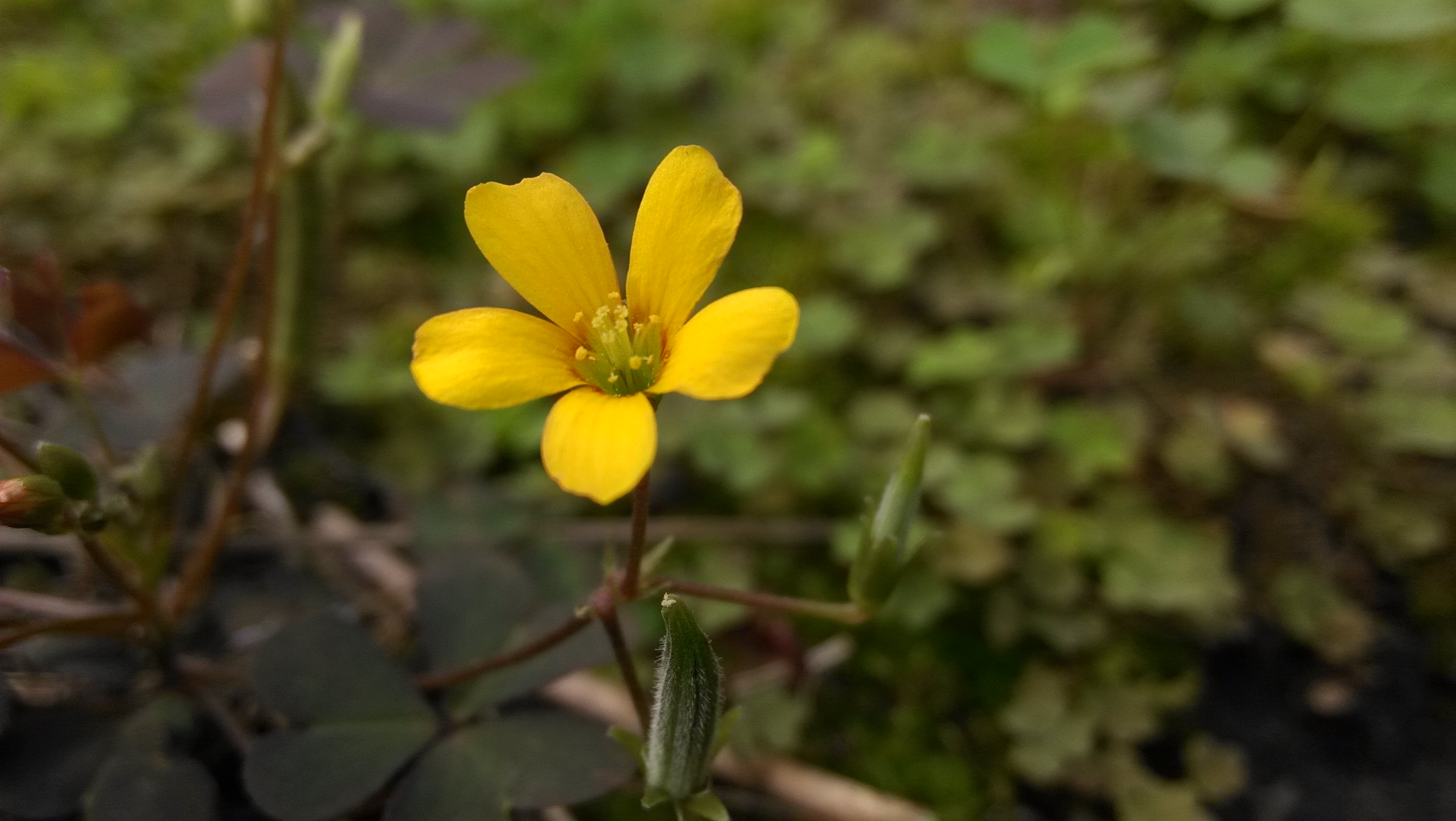 Free download wallpaper Flowers, Flower, Earth on your PC desktop