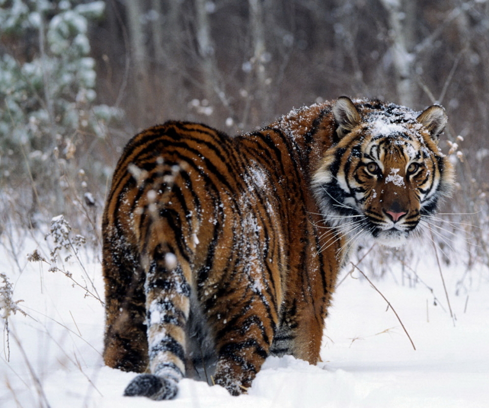 無料モバイル壁紙動物, 冬, 雪, 猫, 虎をダウンロードします。