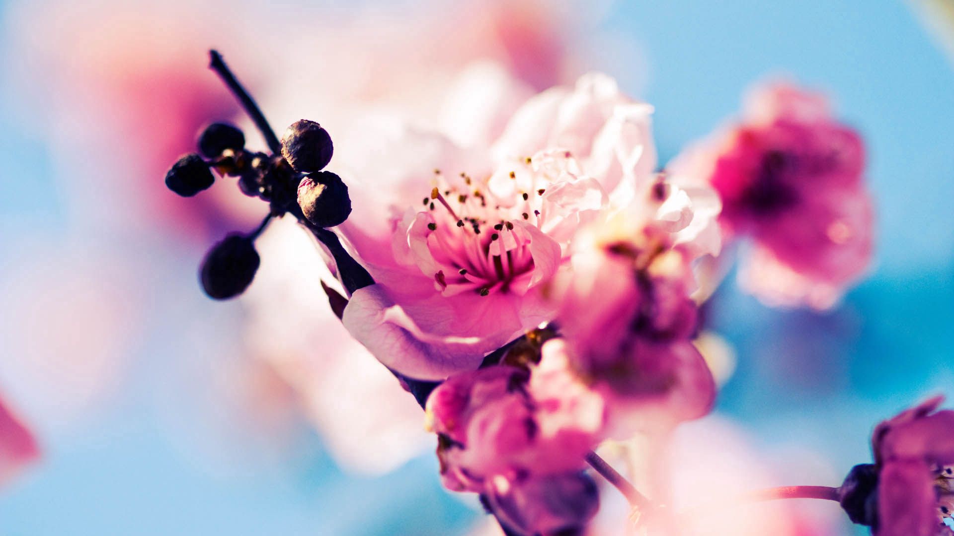 Download mobile wallpaper Macro, Bloom, Flowering, Spring, Flowers for free.