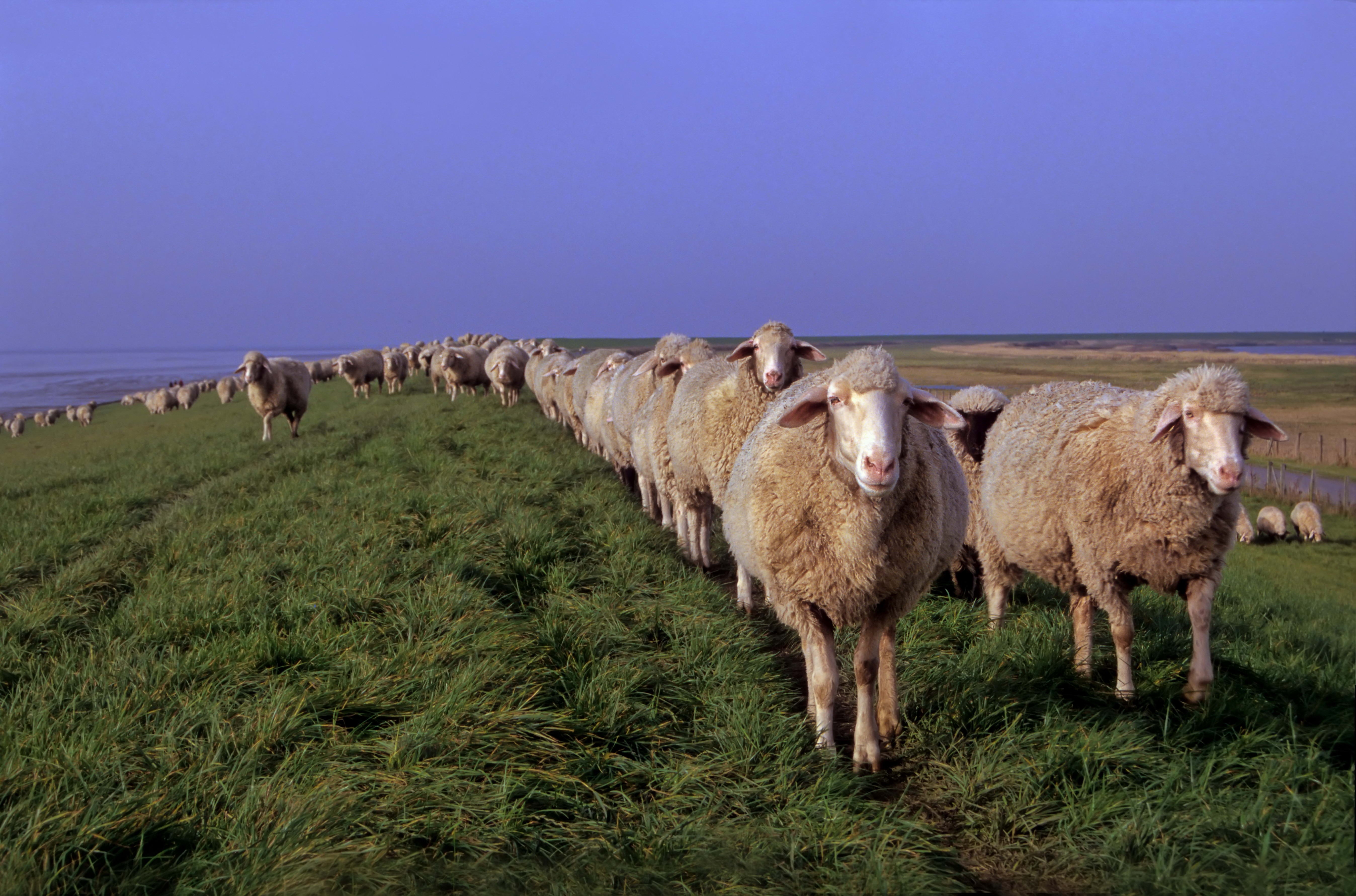 70109 завантажити картинку тварини, трава, луг, вівця, вівці - шпалери і заставки безкоштовно