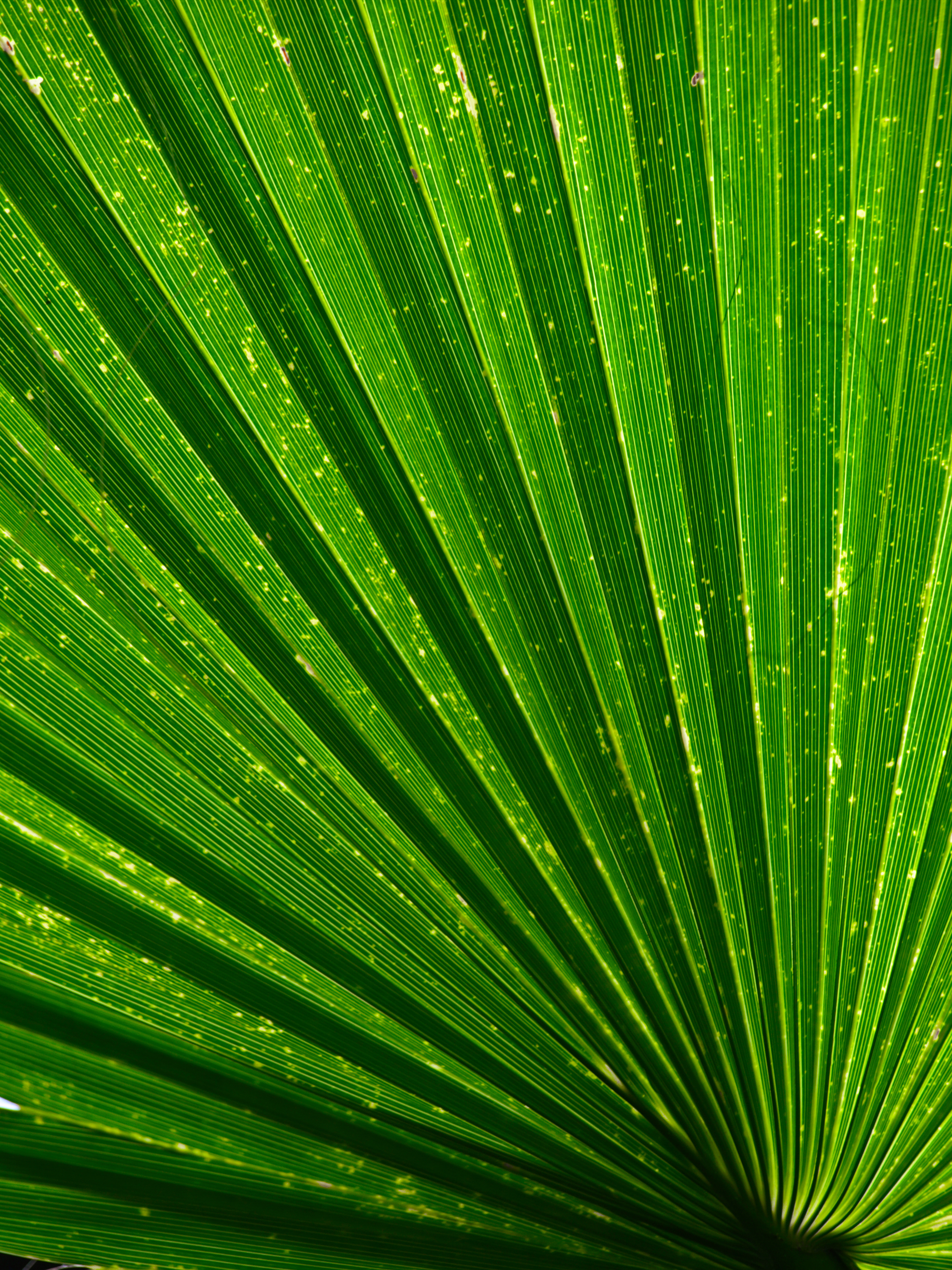 Download mobile wallpaper Palm, Plant, Leaflet, Texture, Textures for free.