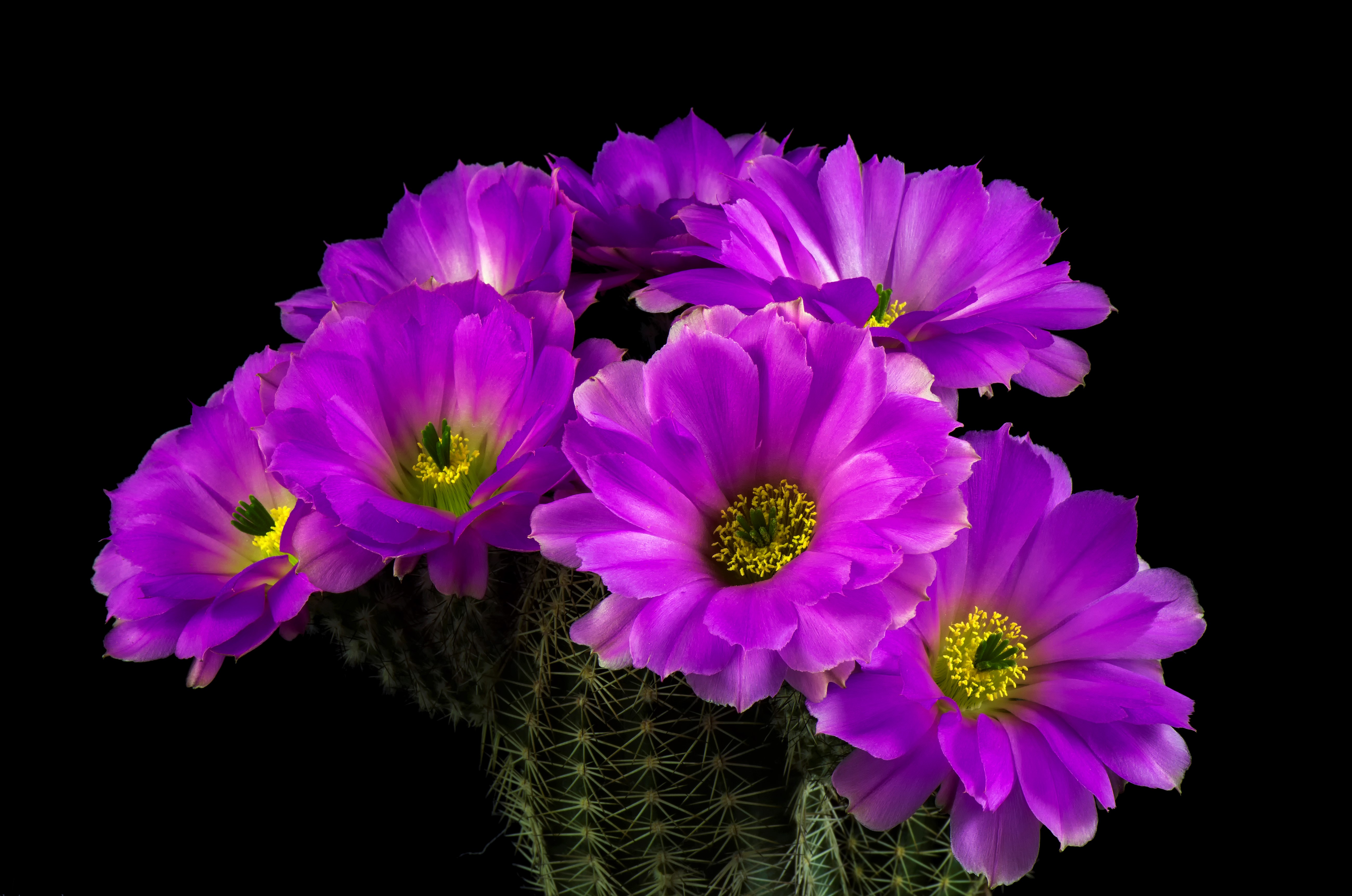 Завантажити шпалери безкоштовно Квітка, Земля, Кактус, Фіолетова Квітка, Флауерзи картинка на робочий стіл ПК