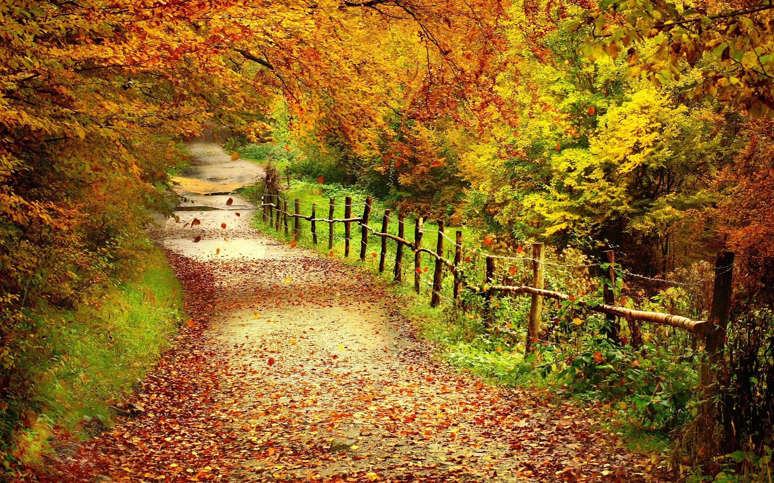Baixe gratuitamente a imagem Árvores, Estradas, Outono, Paisagem na área de trabalho do seu PC