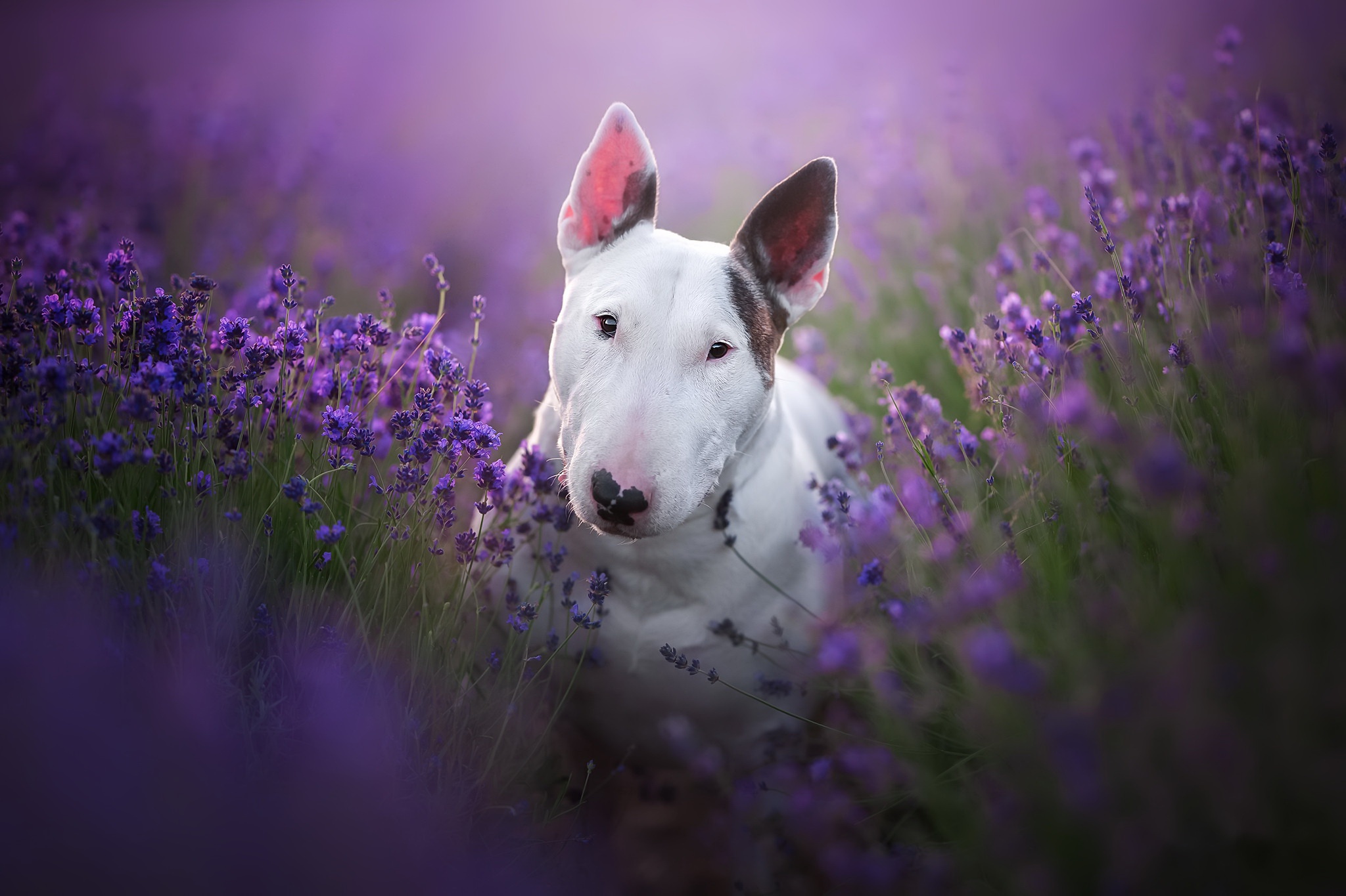 490541 завантажити картинку бультер'єр, тварина, пес, фіолетова квітка, собаки - шпалери і заставки безкоштовно