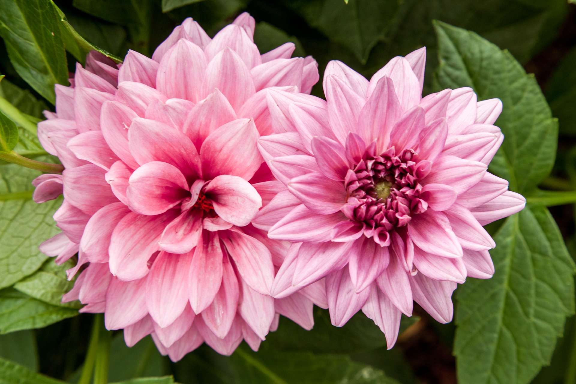 Download mobile wallpaper Nature, Flowers, Flower, Close Up, Earth, Dahlia, Pink Flower for free.
