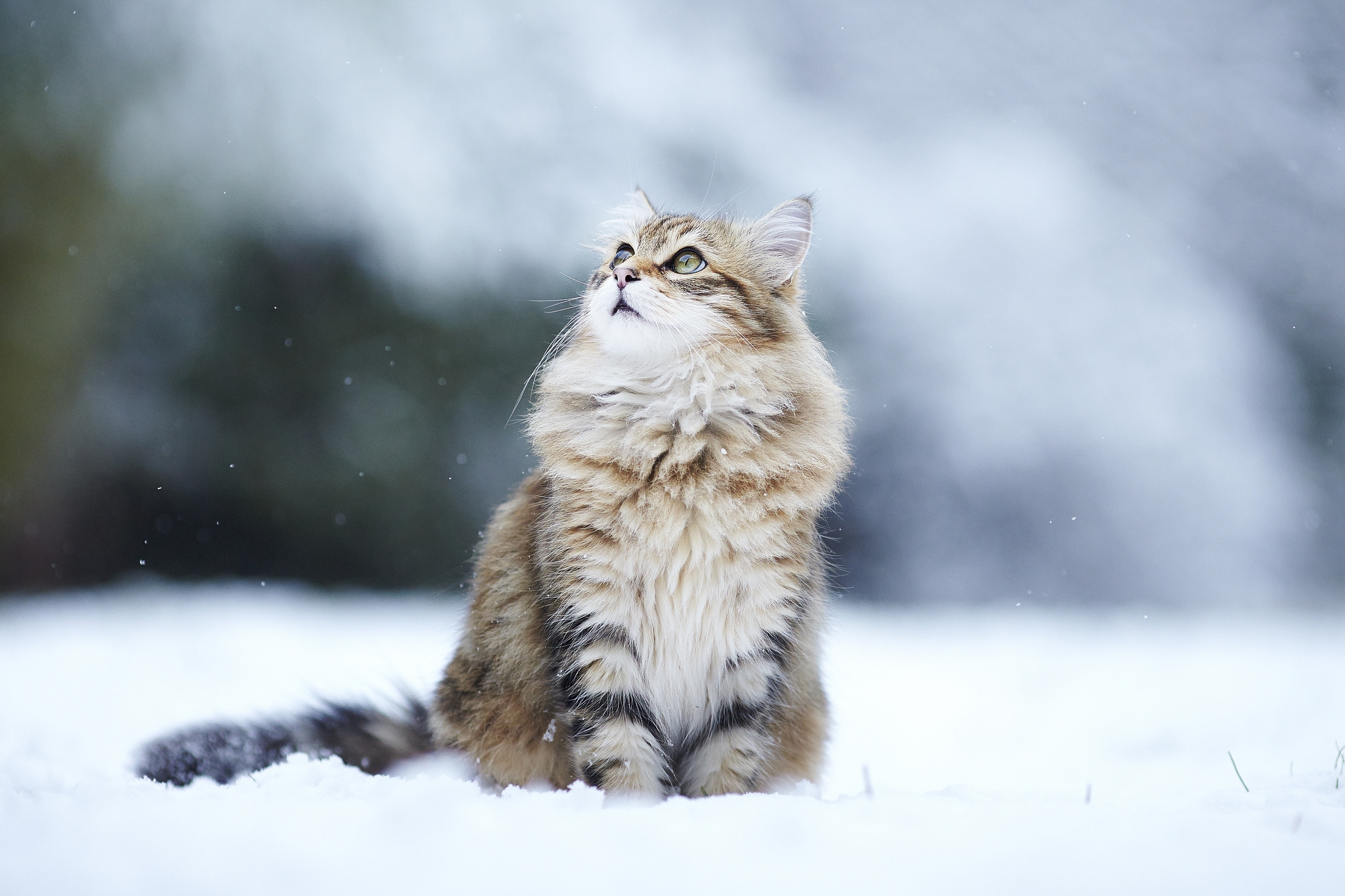 Horizontal Wallpaper cats, blur, animals, snow, fluffy, smooth