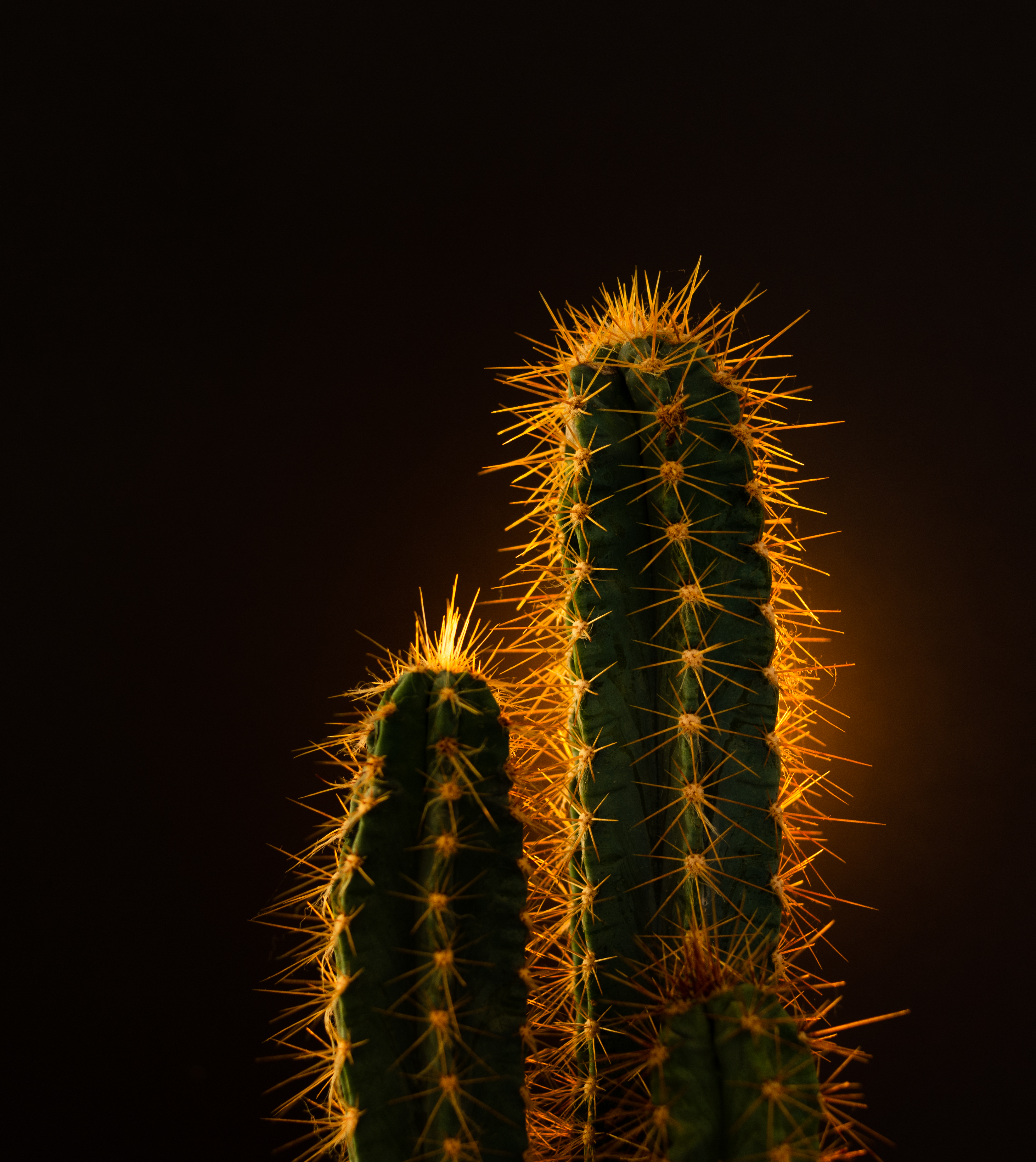 Cactus HD Smartphone Background