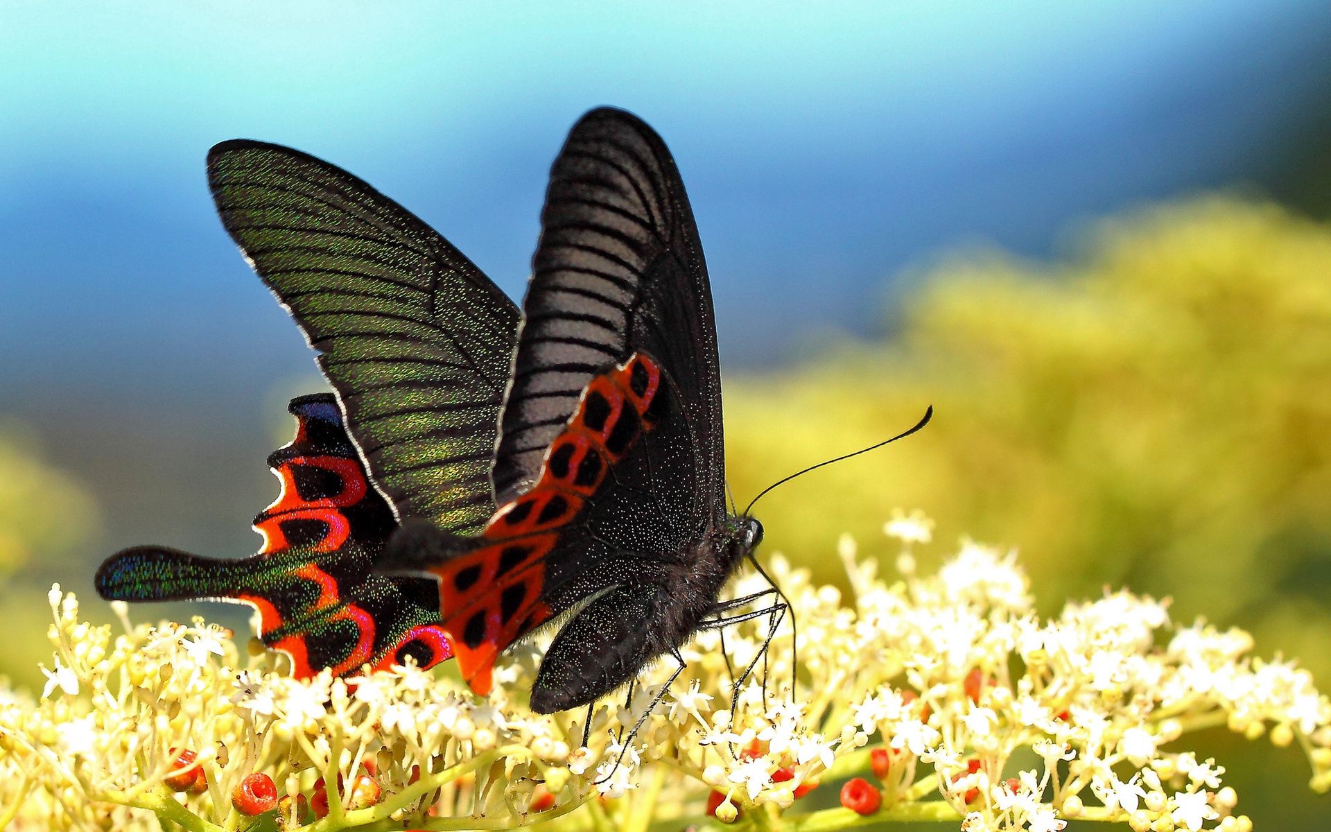 Free download wallpaper Grass, Macro, Wings, Butterfly, Pattern on your PC desktop