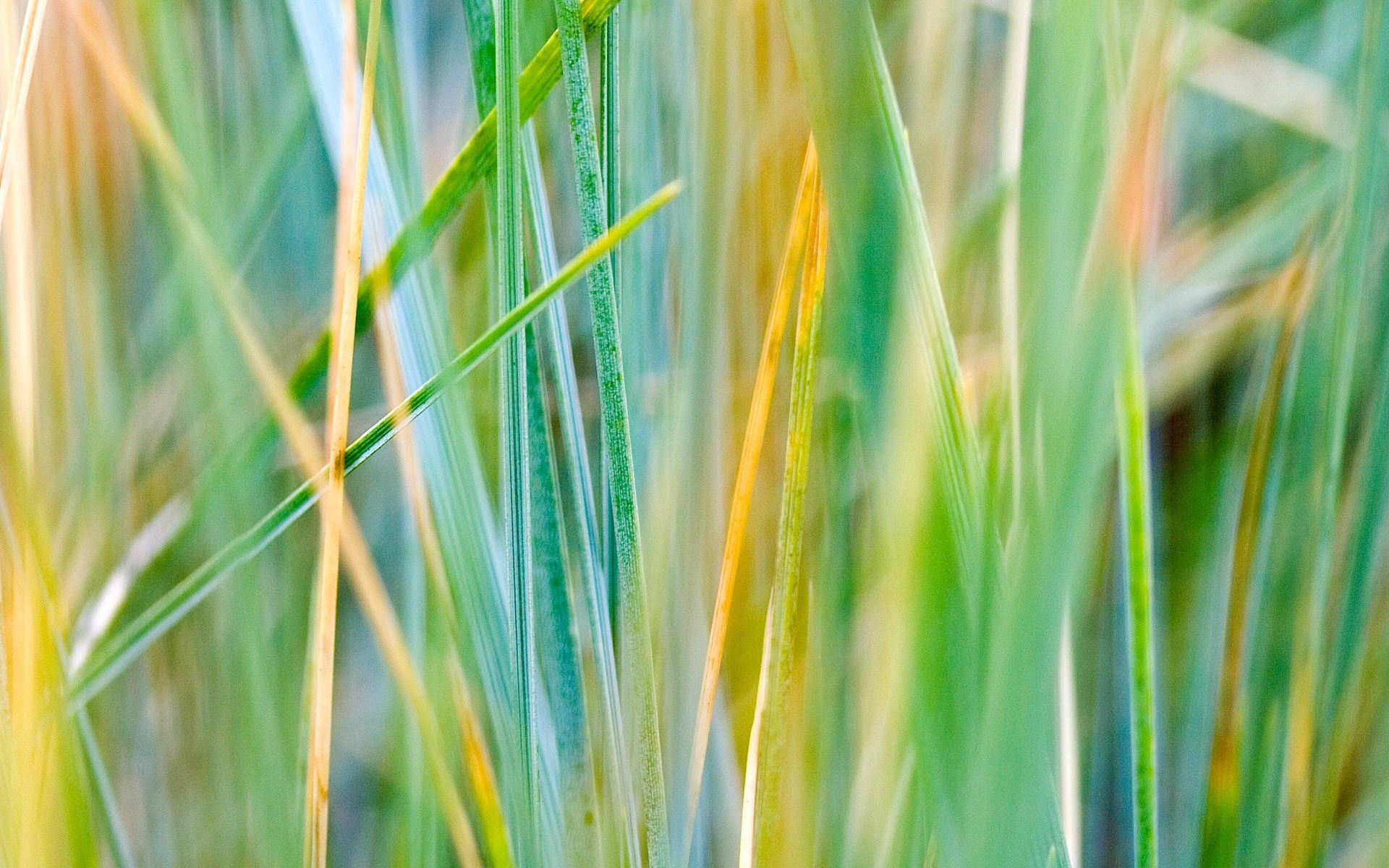 macro, grass, striped, dry phone background