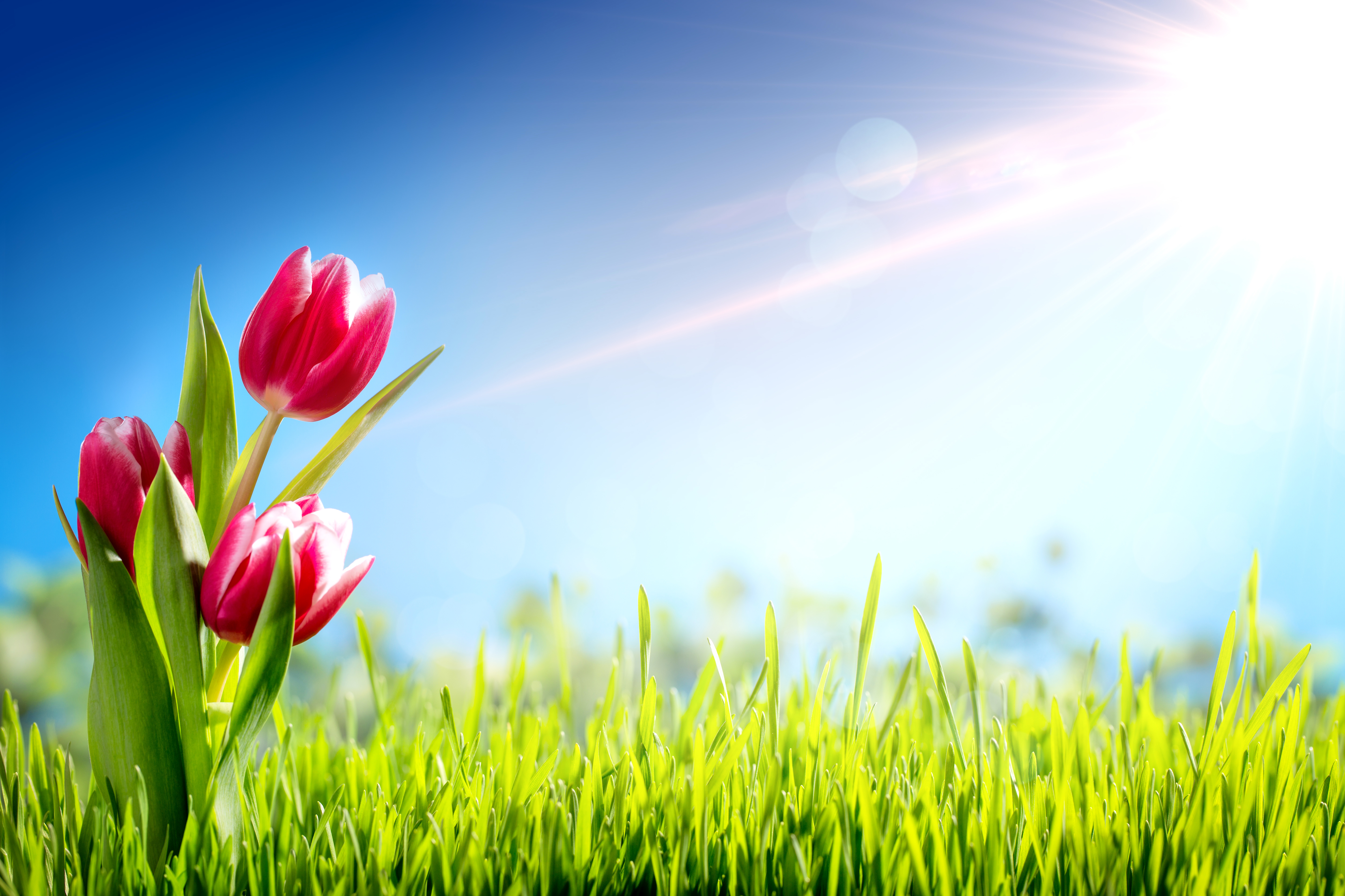 Baixe gratuitamente a imagem Natureza, Flores, Grama, Flor, Flor Rosa, Tulipa, Ensolarado, Terra/natureza, Raio Solar na área de trabalho do seu PC