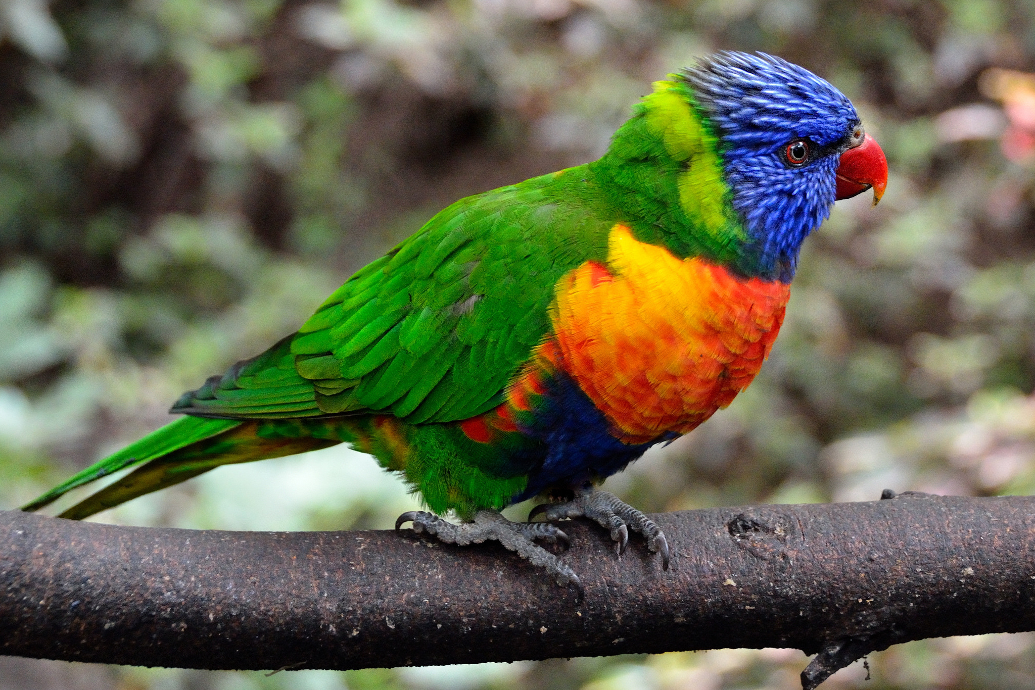 Laden Sie das Motley, Vogel, Tiere, Papageien, Mehrfarbig-Bild kostenlos auf Ihren PC-Desktop herunter