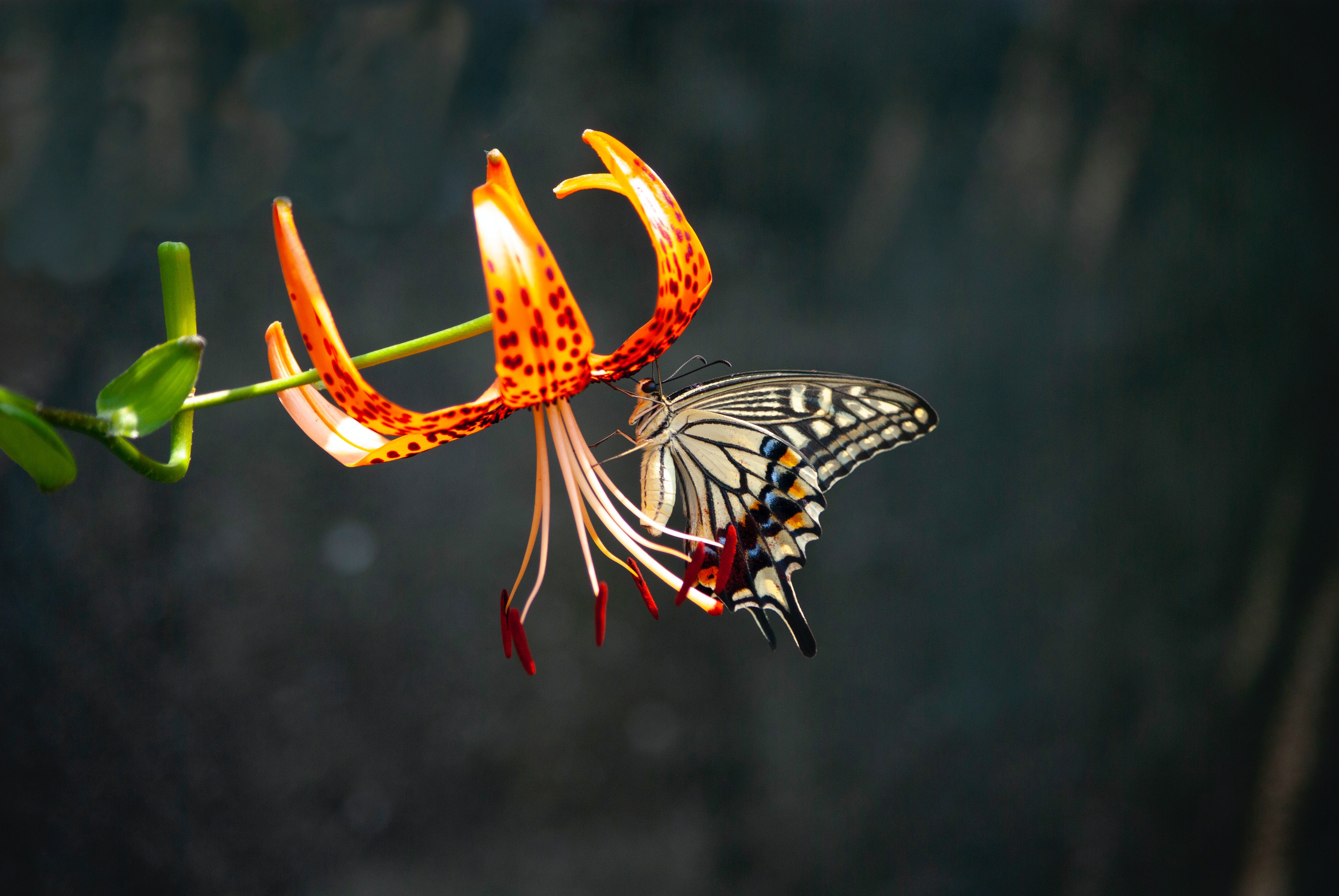 Free download wallpaper Macro, Butterfly, Animal on your PC desktop