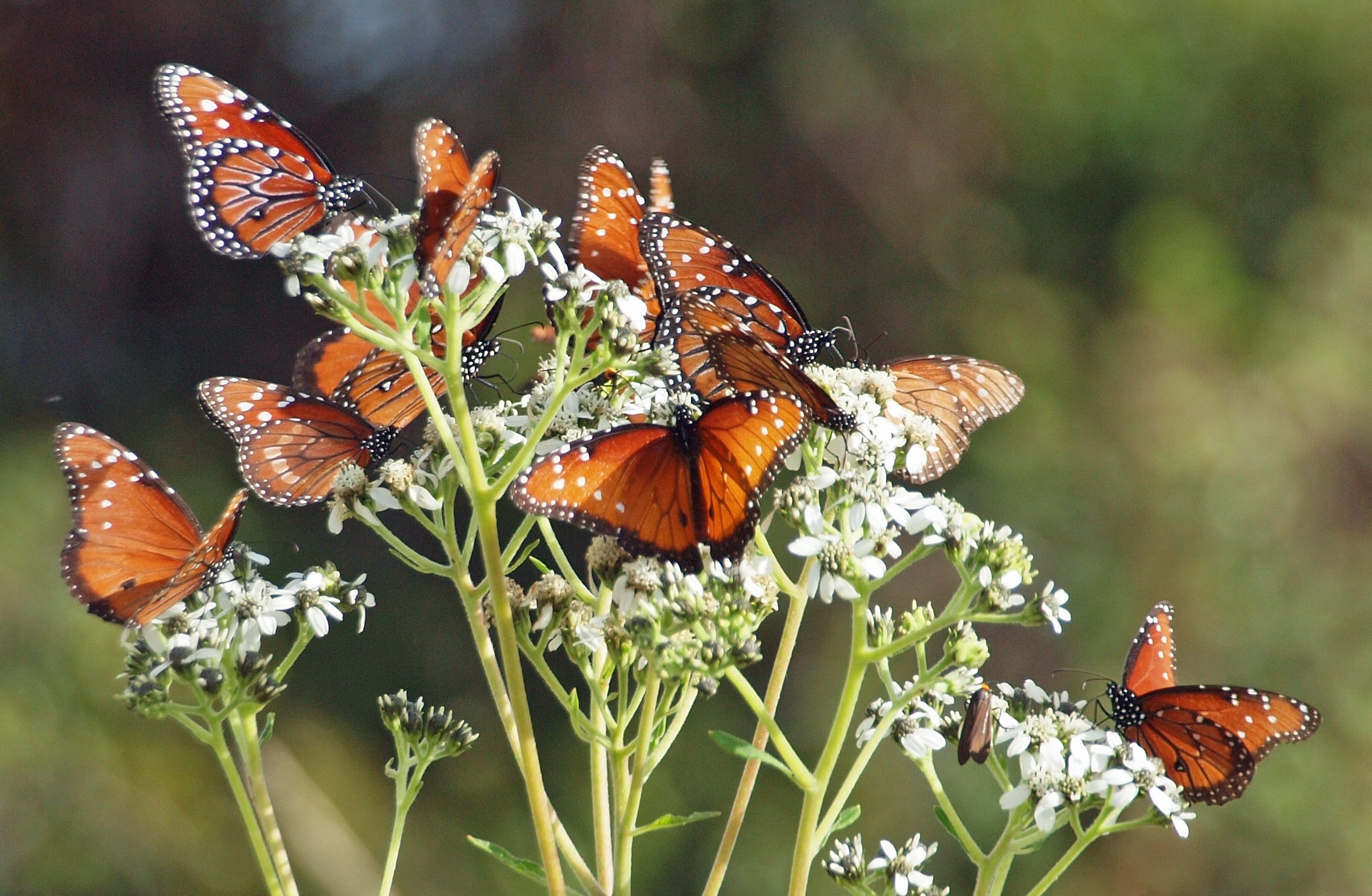 859062 завантажити шпалери тварина, метелик, квітка, макрос, метелик монарх - заставки і картинки безкоштовно