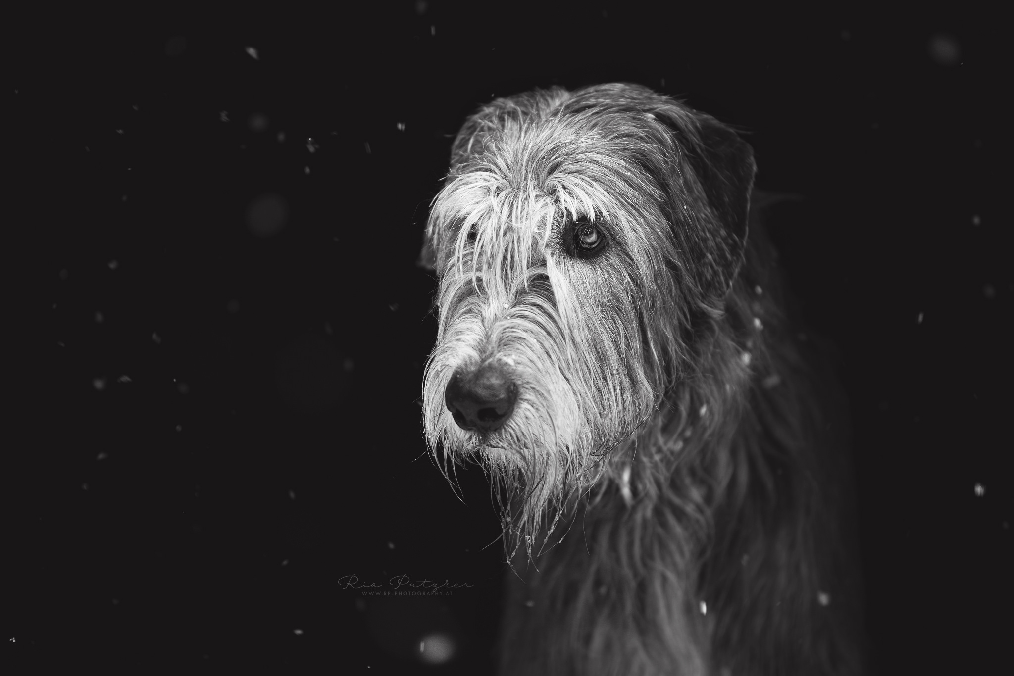 Descarga gratuita de fondo de pantalla para móvil de Perros, Perro, Animales.