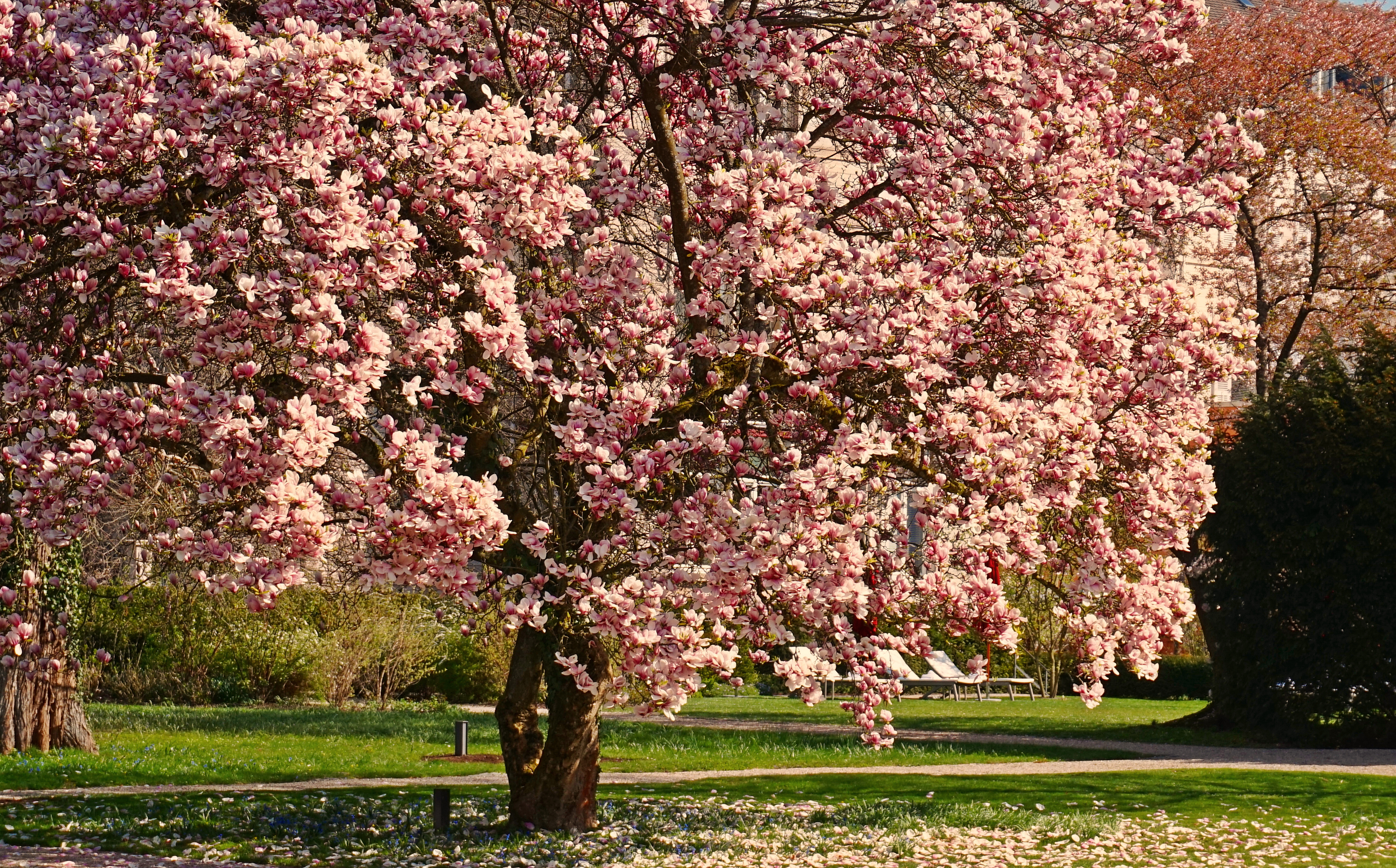 1529240 завантажити шпалери земля, цвітіння, магнолія, рожева квітка, весна, дерево, флауерзи - заставки і картинки безкоштовно