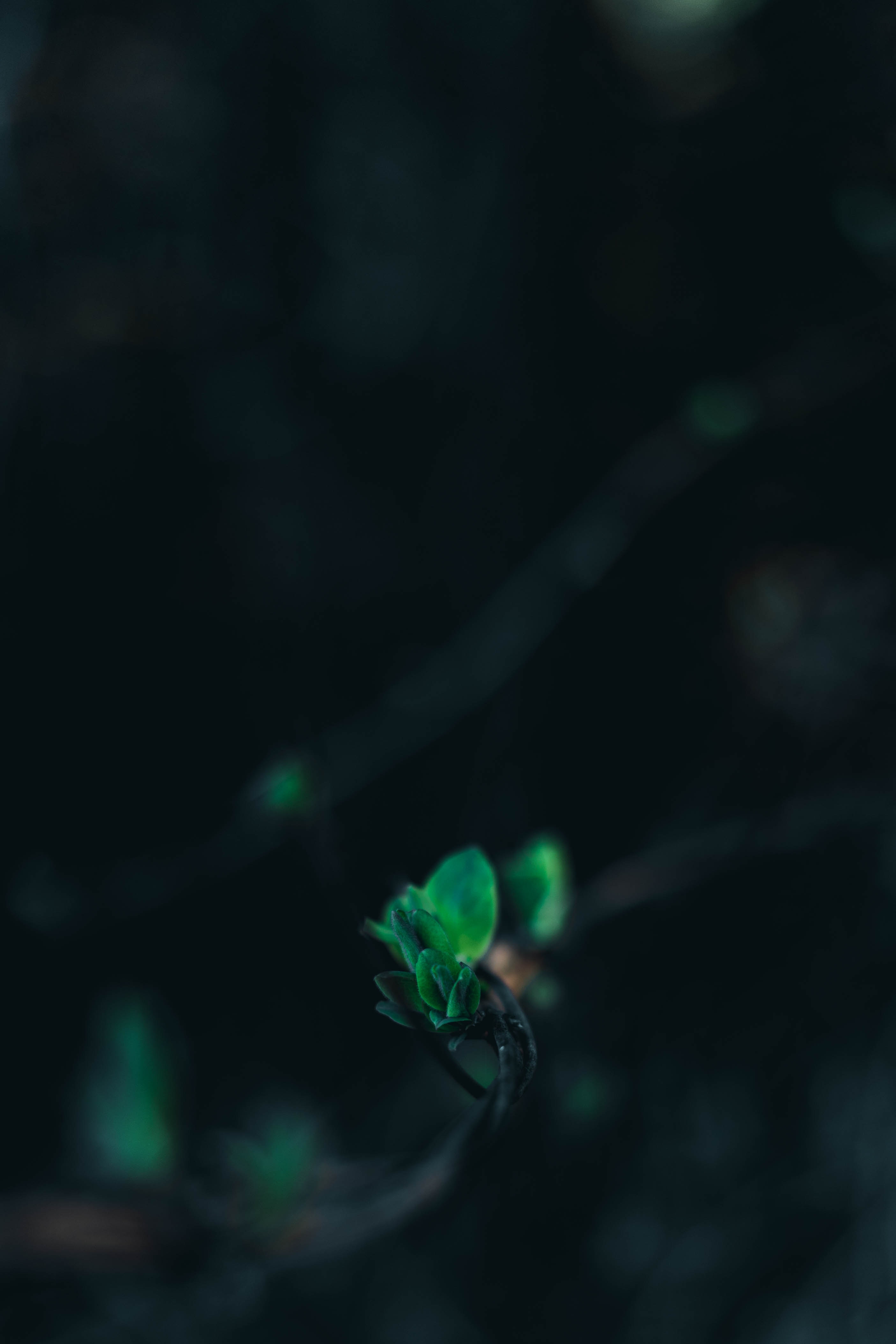 branch, smooth, leaves, blur, green, macro, close up for android