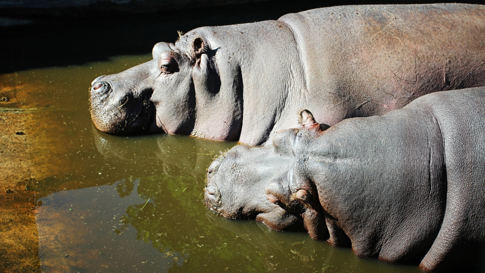 622758 baixar papel de parede animais, hipopótamo - protetores de tela e imagens gratuitamente