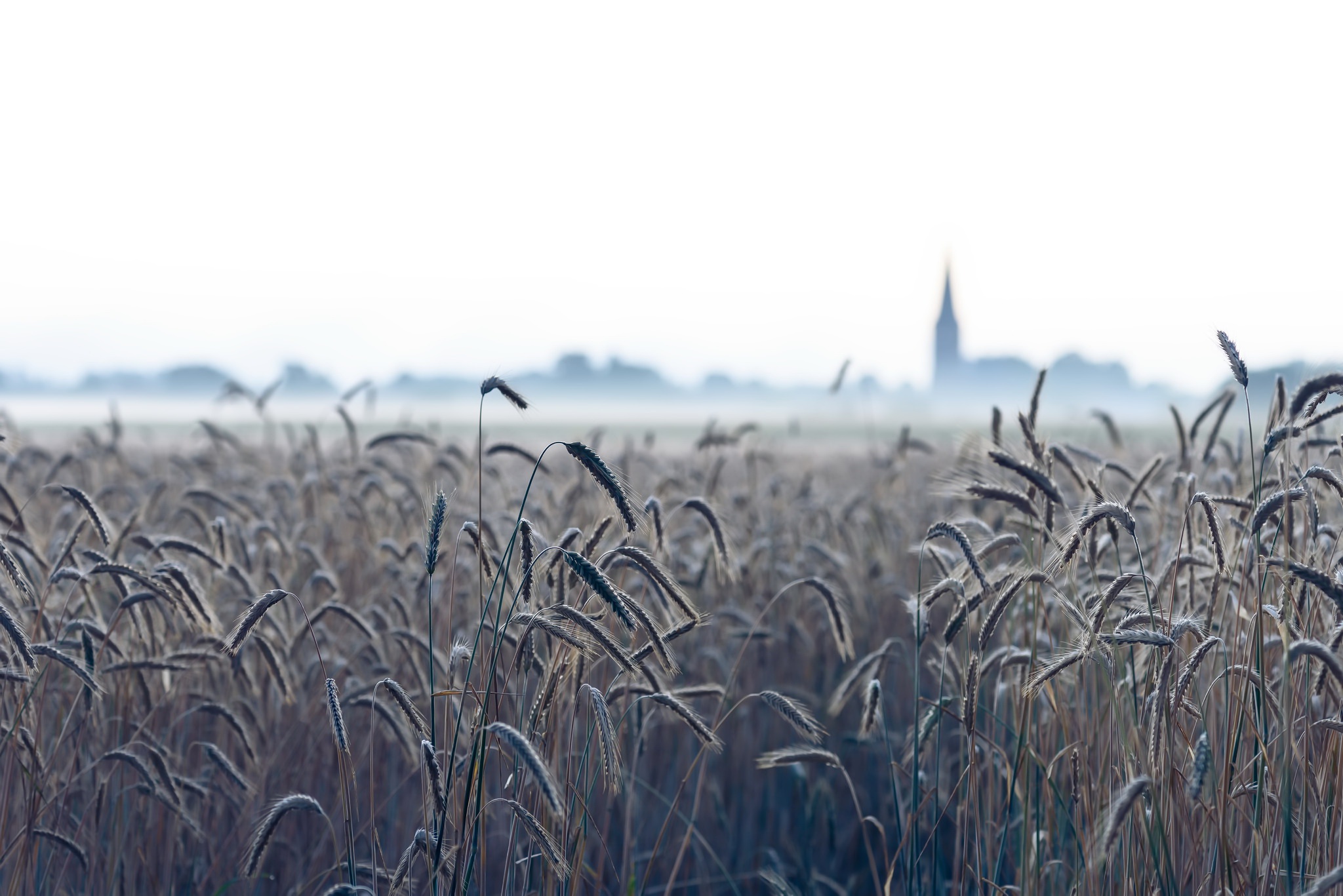 Laden Sie das Natur, Sommer, Weizen, Feld, Erde/natur, Tiefenschärfe-Bild kostenlos auf Ihren PC-Desktop herunter