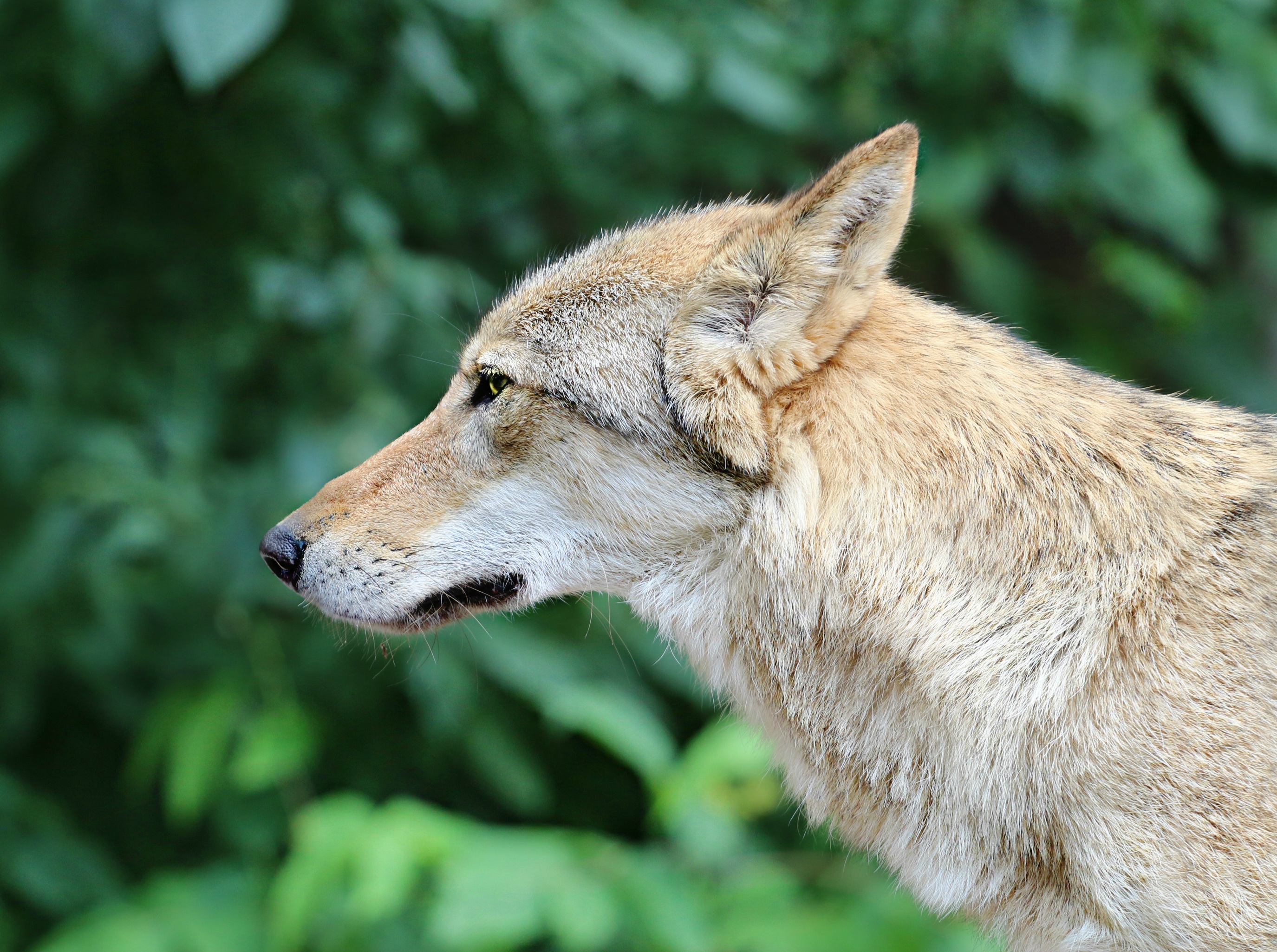 Download mobile wallpaper Profile, Animals, Muzzle, Predator, Wolf for free.