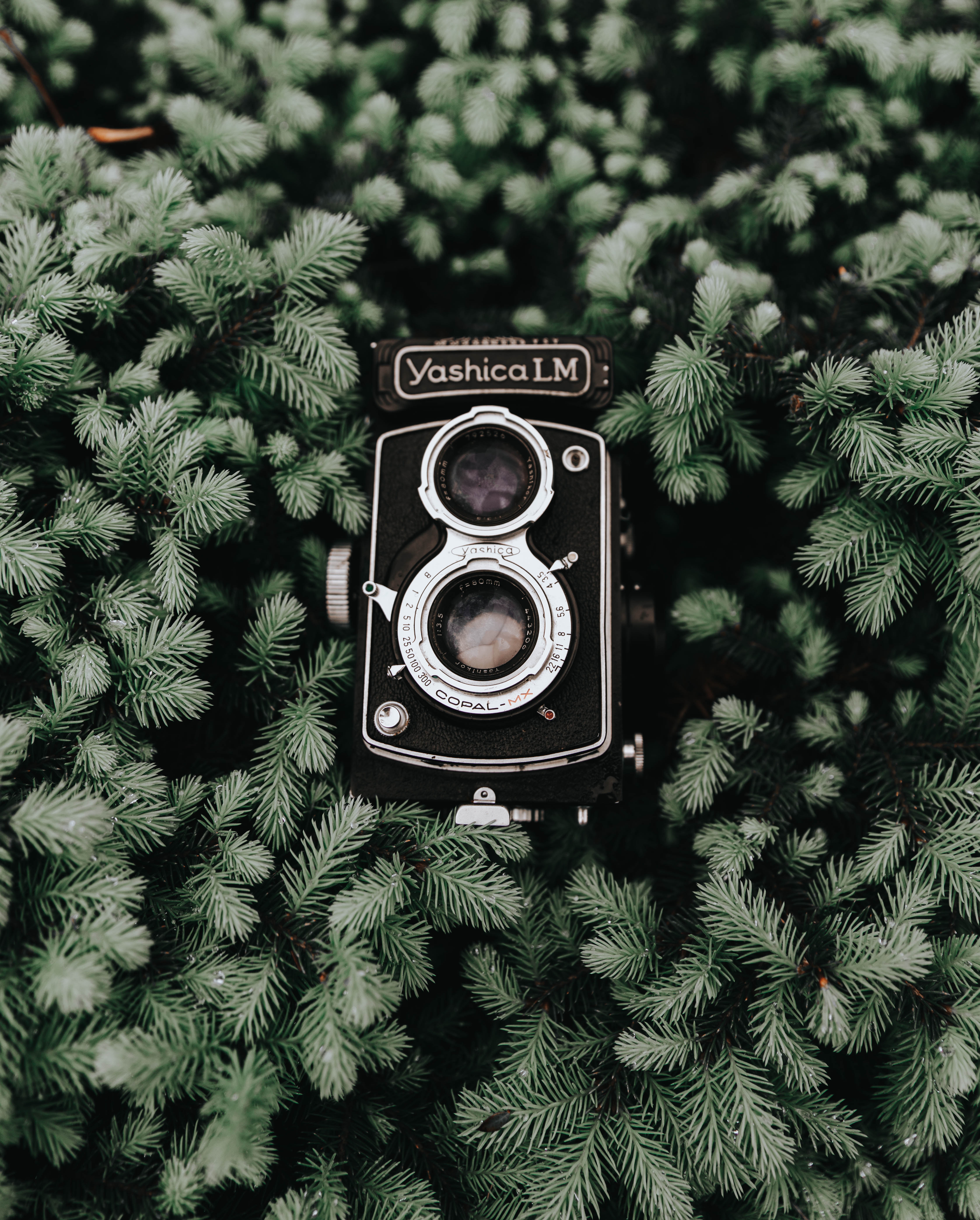 Free download wallpaper Needle, Coniferous, Branches, Vintage, Retro, Camera, Technologies, Technology on your PC desktop