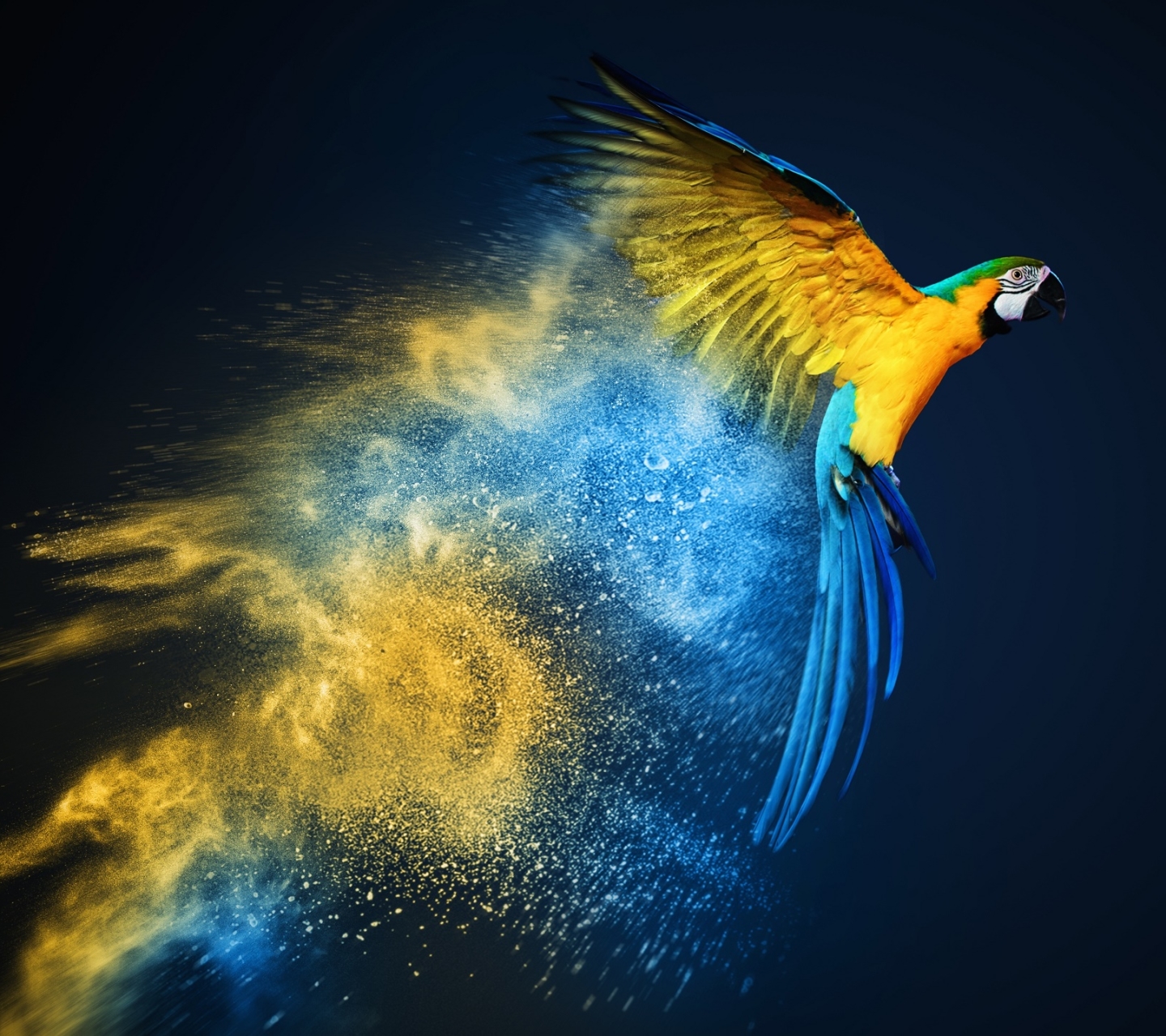 Laden Sie das Tiere, Vögel, Vogel, Ara, Papagei, Gelbbrustara-Bild kostenlos auf Ihren PC-Desktop herunter