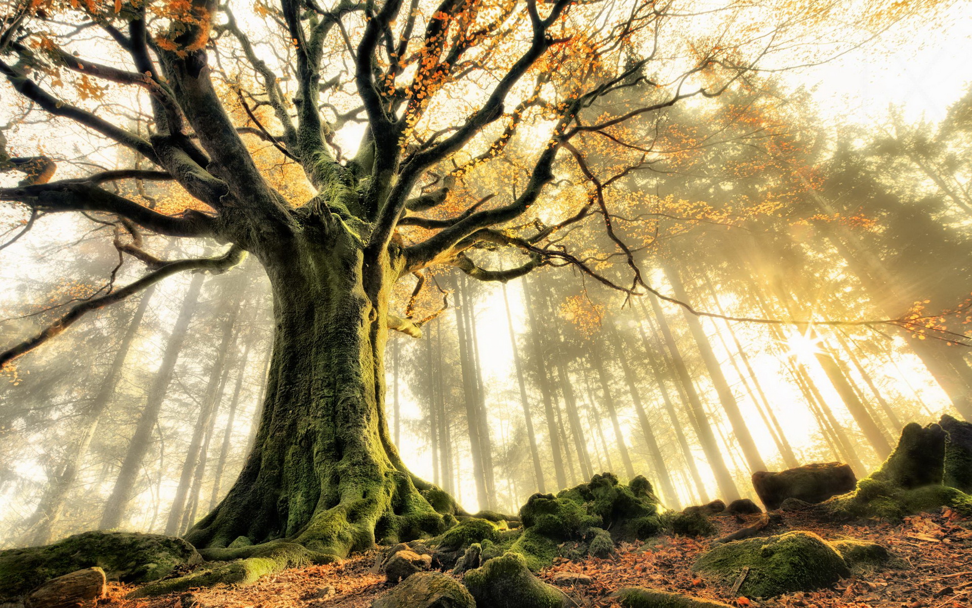 312306 télécharger l'image des arbres, terre/nature, arbre, automne - fonds d'écran et économiseurs d'écran gratuits