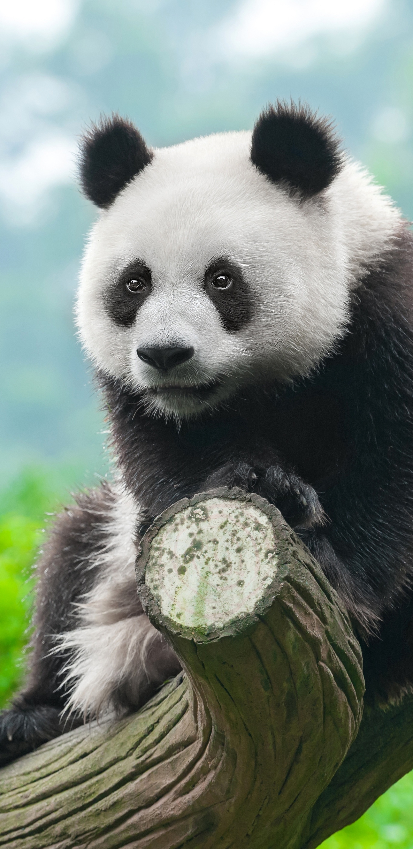 無料モバイル壁紙動物, パンダをダウンロードします。