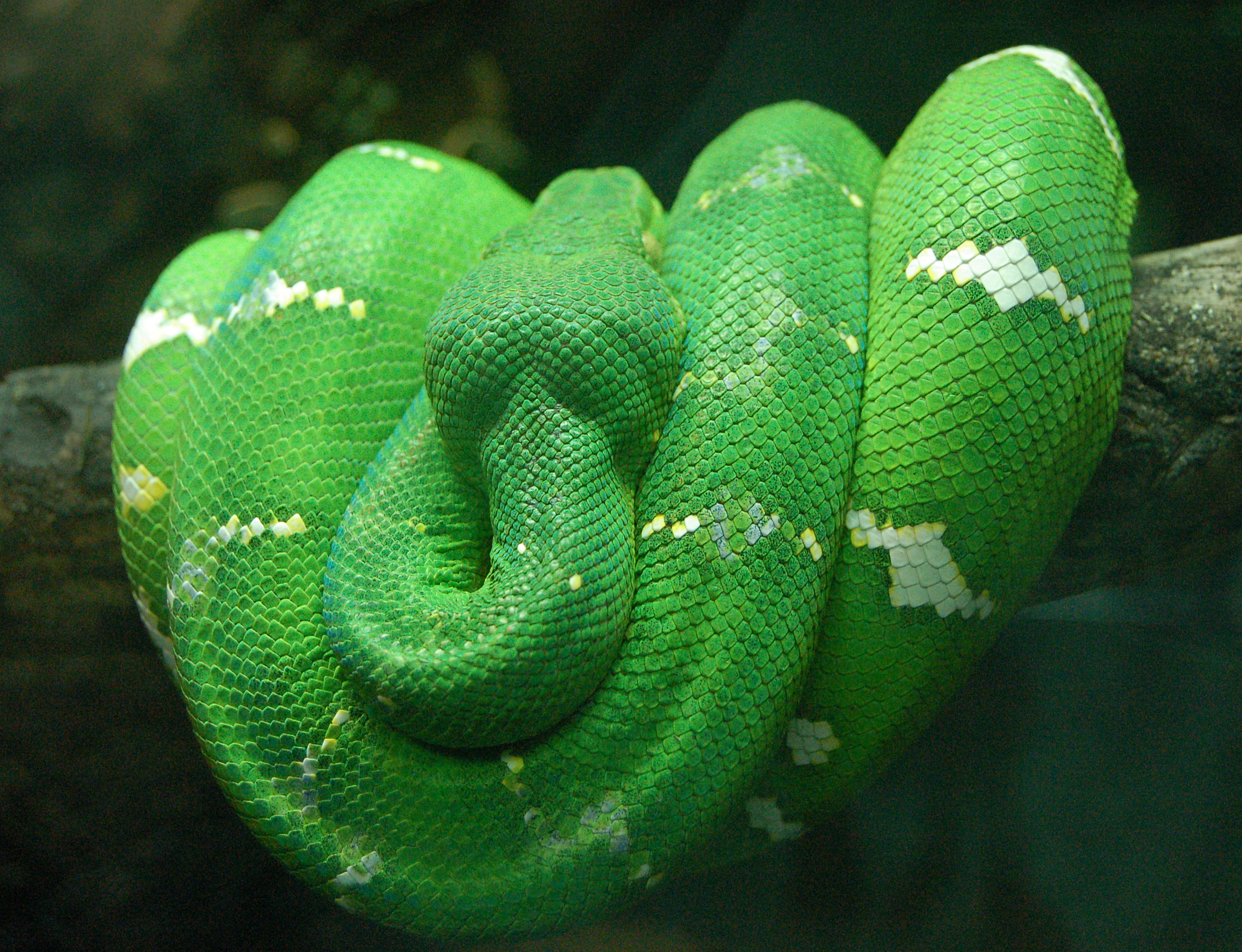 animal, emerald tree boa, reptile, snake