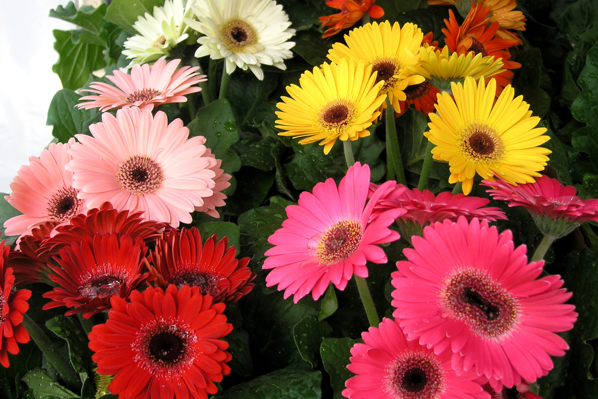 Download mobile wallpaper Flowers, Close Up, Leaf, Earth, Colors, Colorful, Gerbera, Yellow Flower, White Flower, Purple Flower, Red Flower for free.