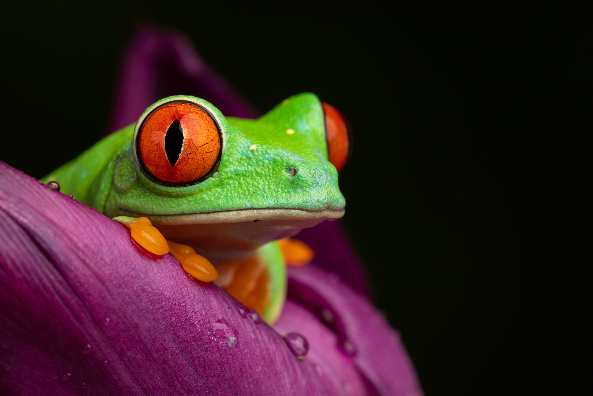 Download mobile wallpaper Frogs, Macro, Animal, Frog, Amphibian, Red Eyed Tree Frog for free.