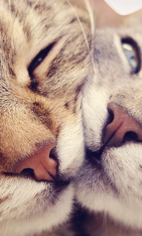 Download mobile wallpaper Cats, Love, Cat, Animal, Romantic for free.