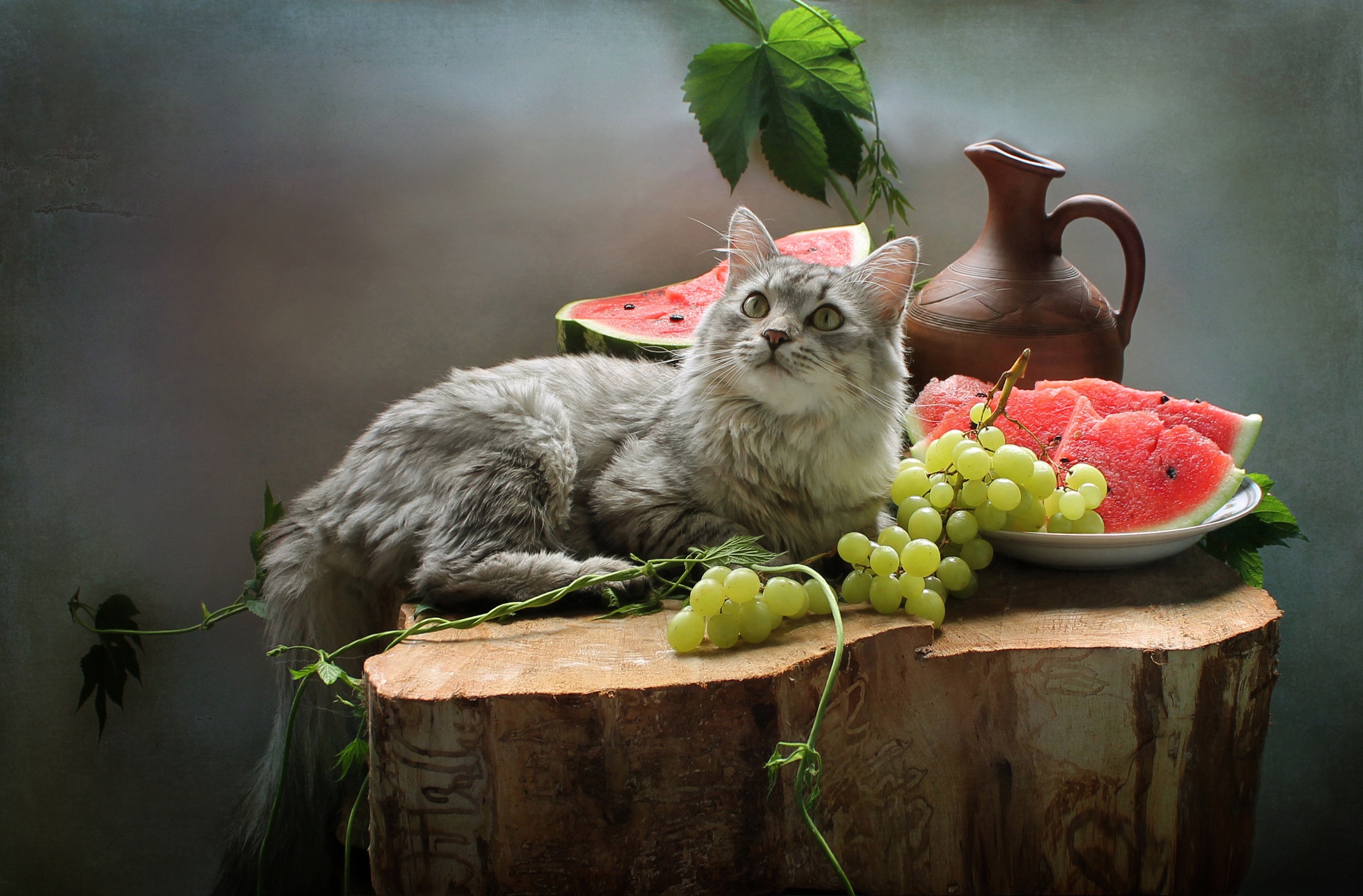 Laden Sie das Tiere, Katzen, Katze, Frucht-Bild kostenlos auf Ihren PC-Desktop herunter