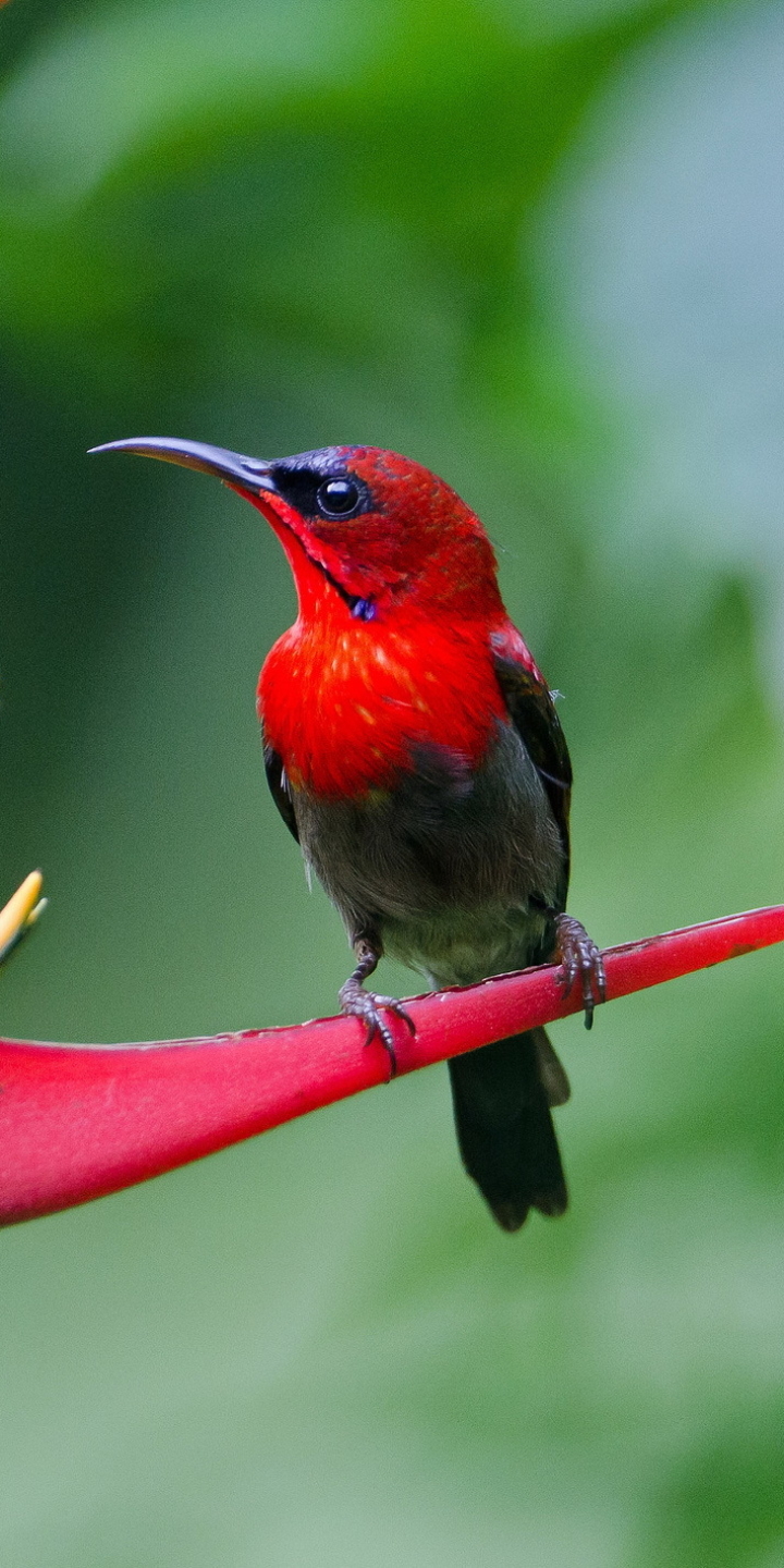 Download mobile wallpaper Birds, Animal, Sunbird for free.