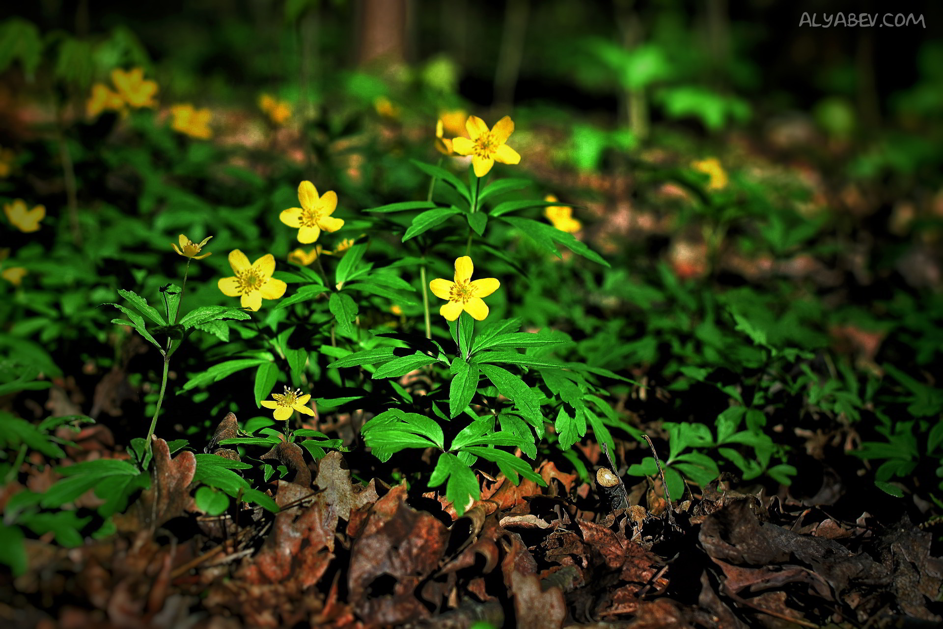 Handy-Wallpaper Blumen, Blume, Erde/natur kostenlos herunterladen.